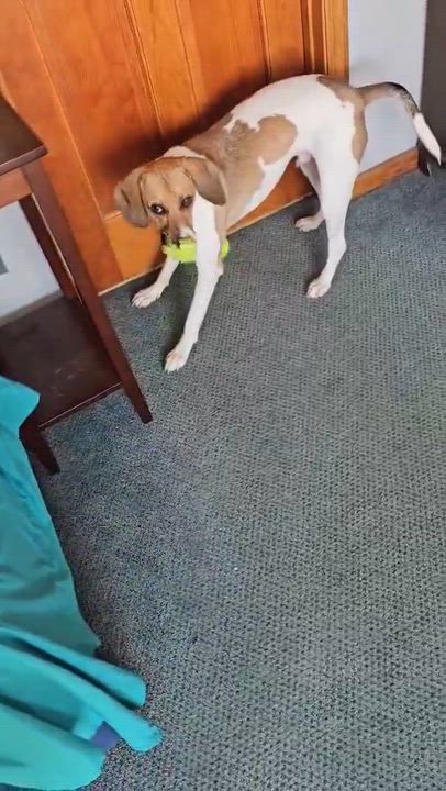 Enlarge Canyon , an adoptable mixed breed in Highland, NY video 4/6