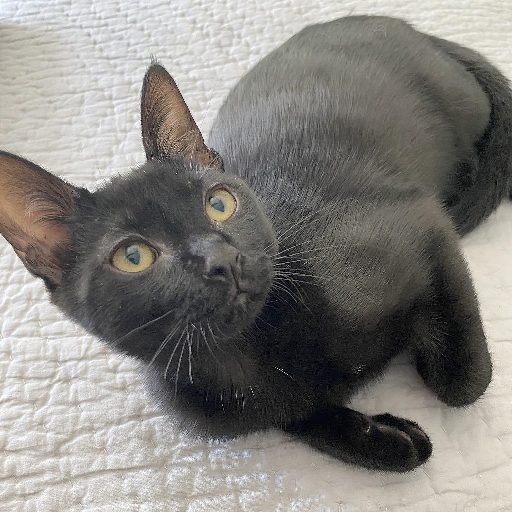 Enlarge Benny, a Adoptable Domestic Short Hair in Pleasant Hill, CA image 1/6