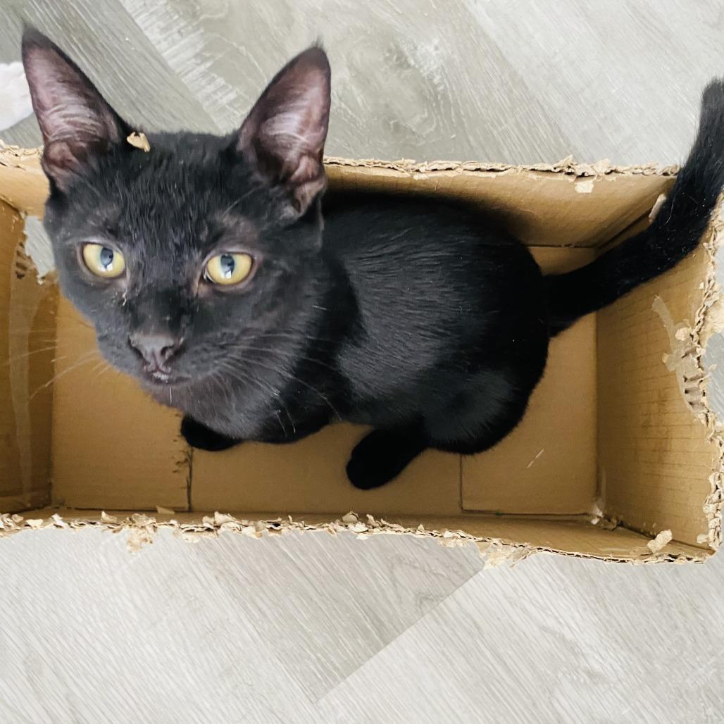 Enlarge Benny, a Adoptable Domestic Short Hair in Pleasant Hill, CA image 4/6