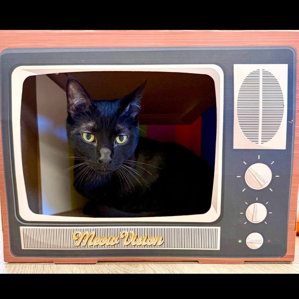 Enlarge Benny, a Adoptable Domestic Short Hair in Pleasant Hill, CA image 5/6