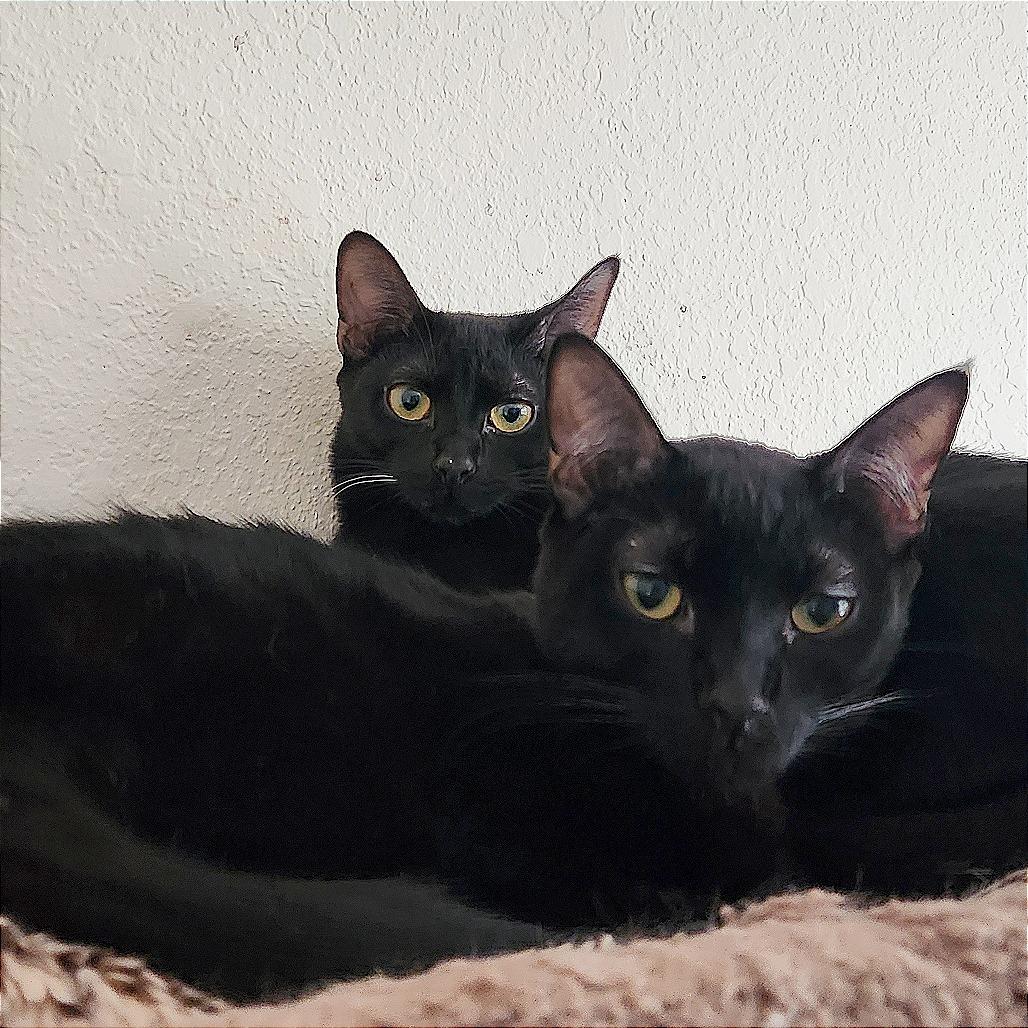 Enlarge Benny, a Adoptable Domestic Short Hair in Pleasant Hill, CA image 6/6