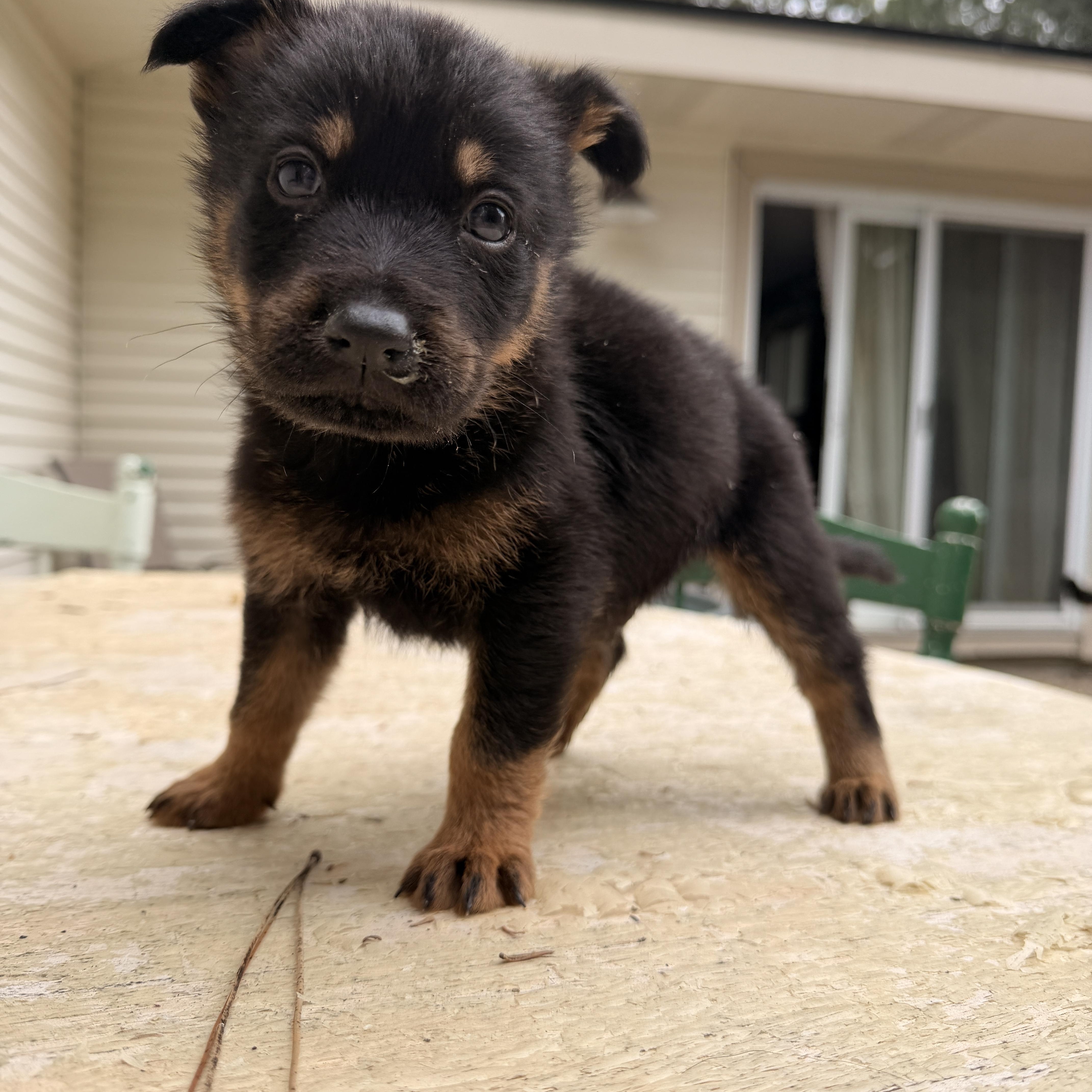 Enlarge Aspen , a ADOPTABLE mixed breed in salt lake city, UT image 4/5