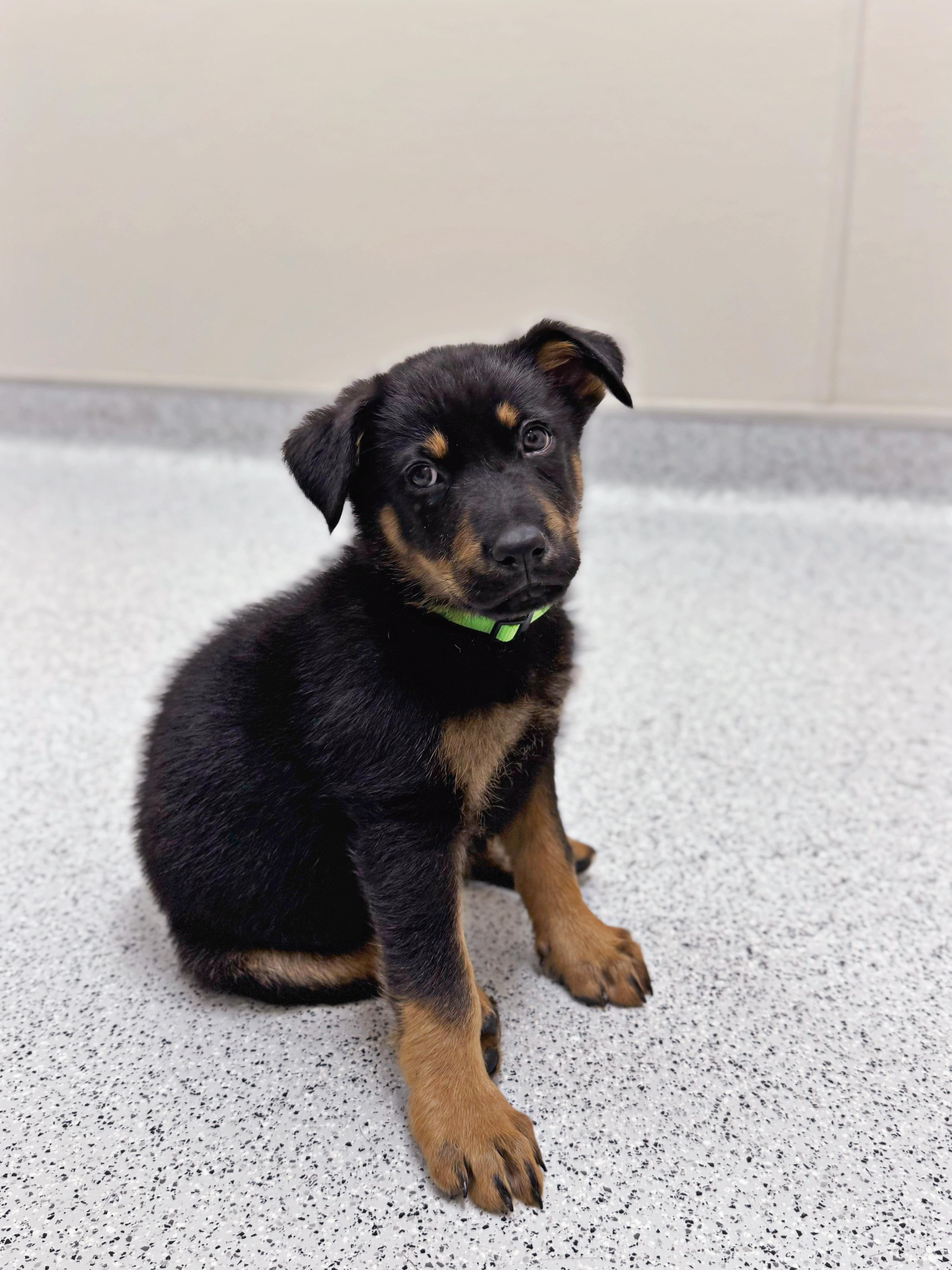 Enlarge Aspen , an adopted mixed breed in salt lake city, UT image 2/6