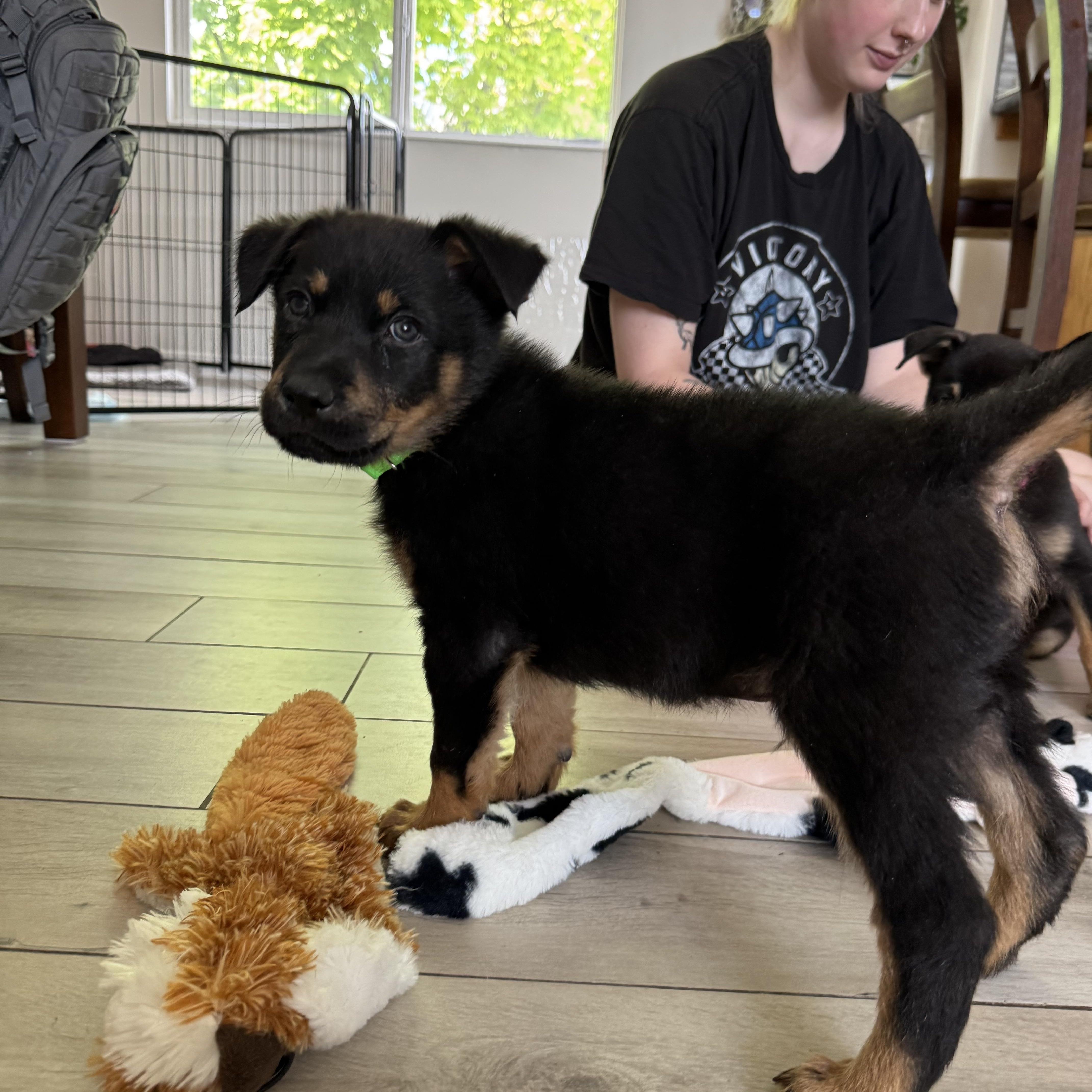 Enlarge Aspen , an adopted mixed breed in salt lake city, UT image 3/6