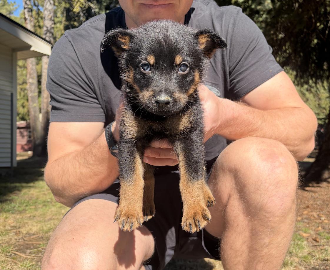 Enlarge Aspen , a ADOPTABLE mixed breed in salt lake city, UT image 2/5