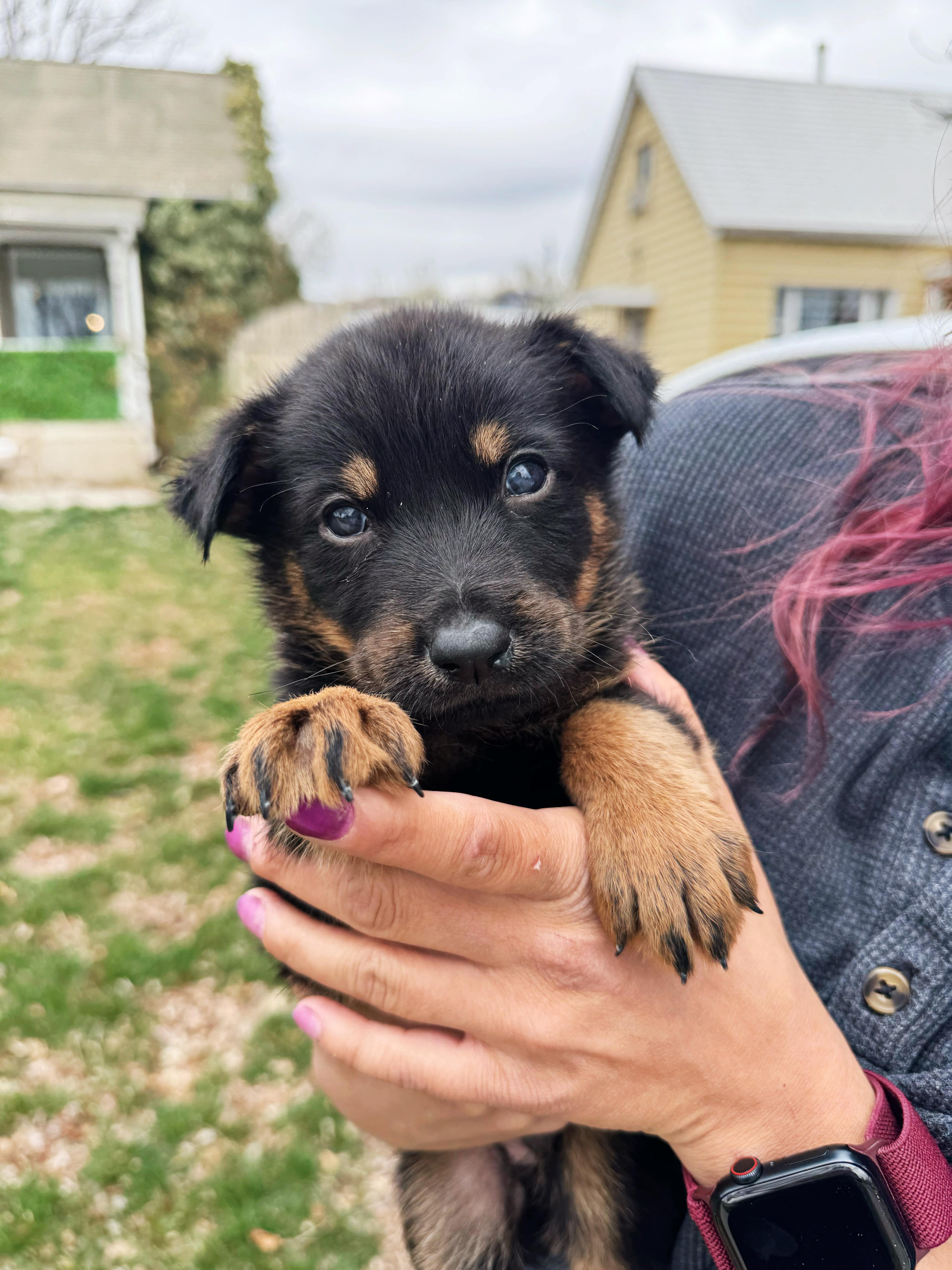 Aspen , ADOPTABLE, Puppy Male German Shepherd Dog & Rottweiler.