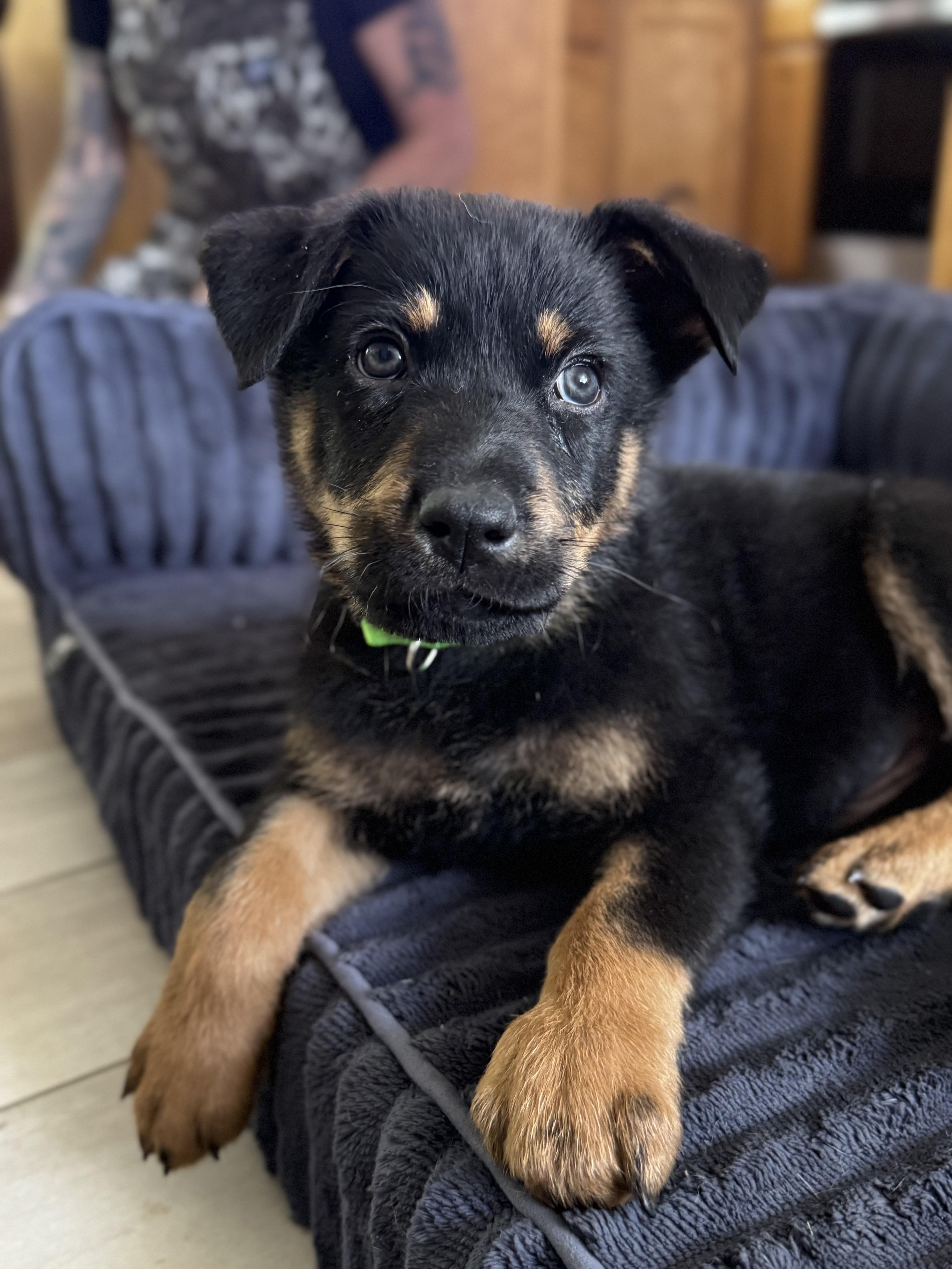 Aspen , adopted, Puppy Male German Shepherd Dog & Rottweiler.