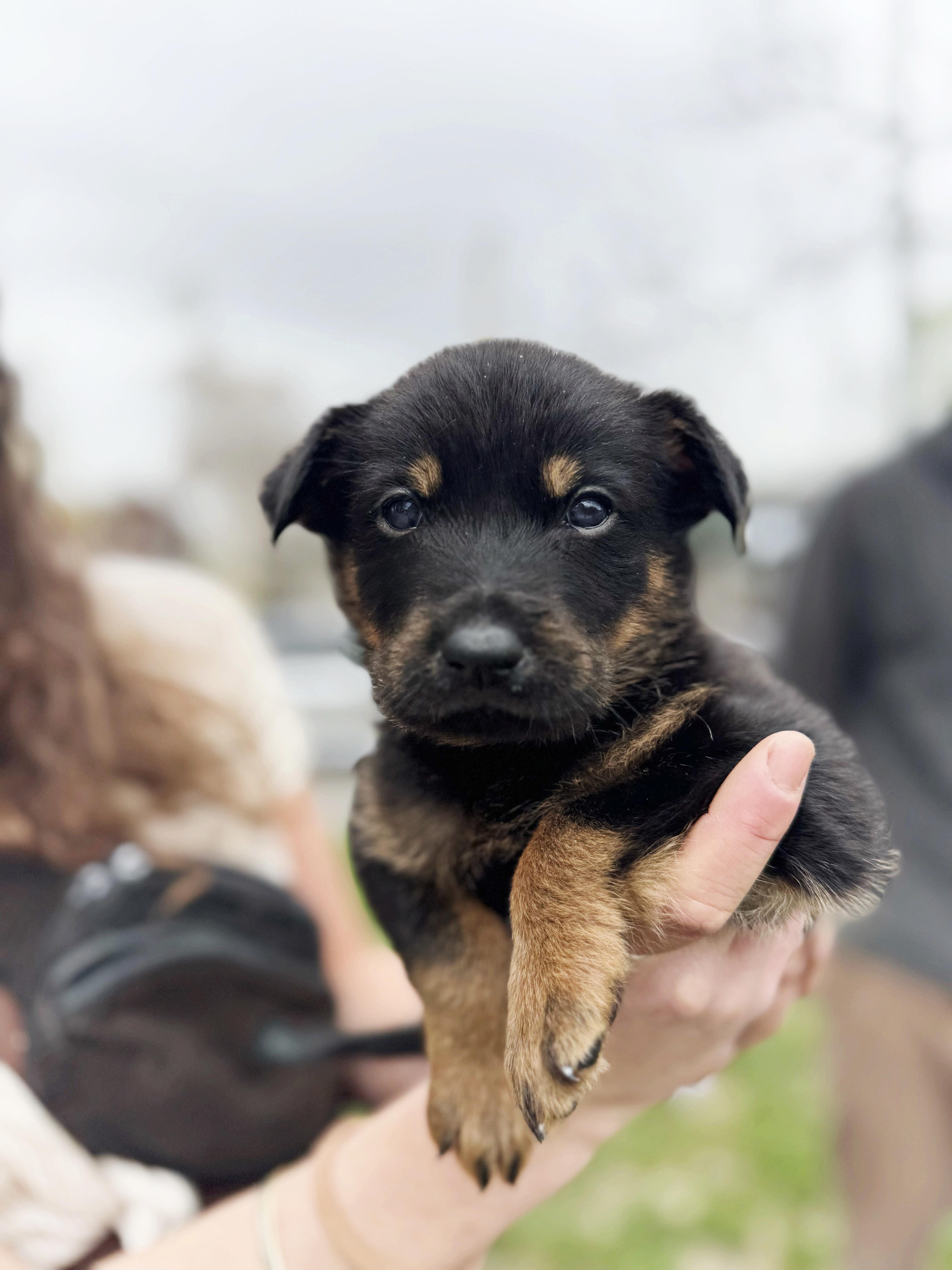 Enlarge Aspen , a ADOPTABLE mixed breed in salt lake city, UT image 5/5