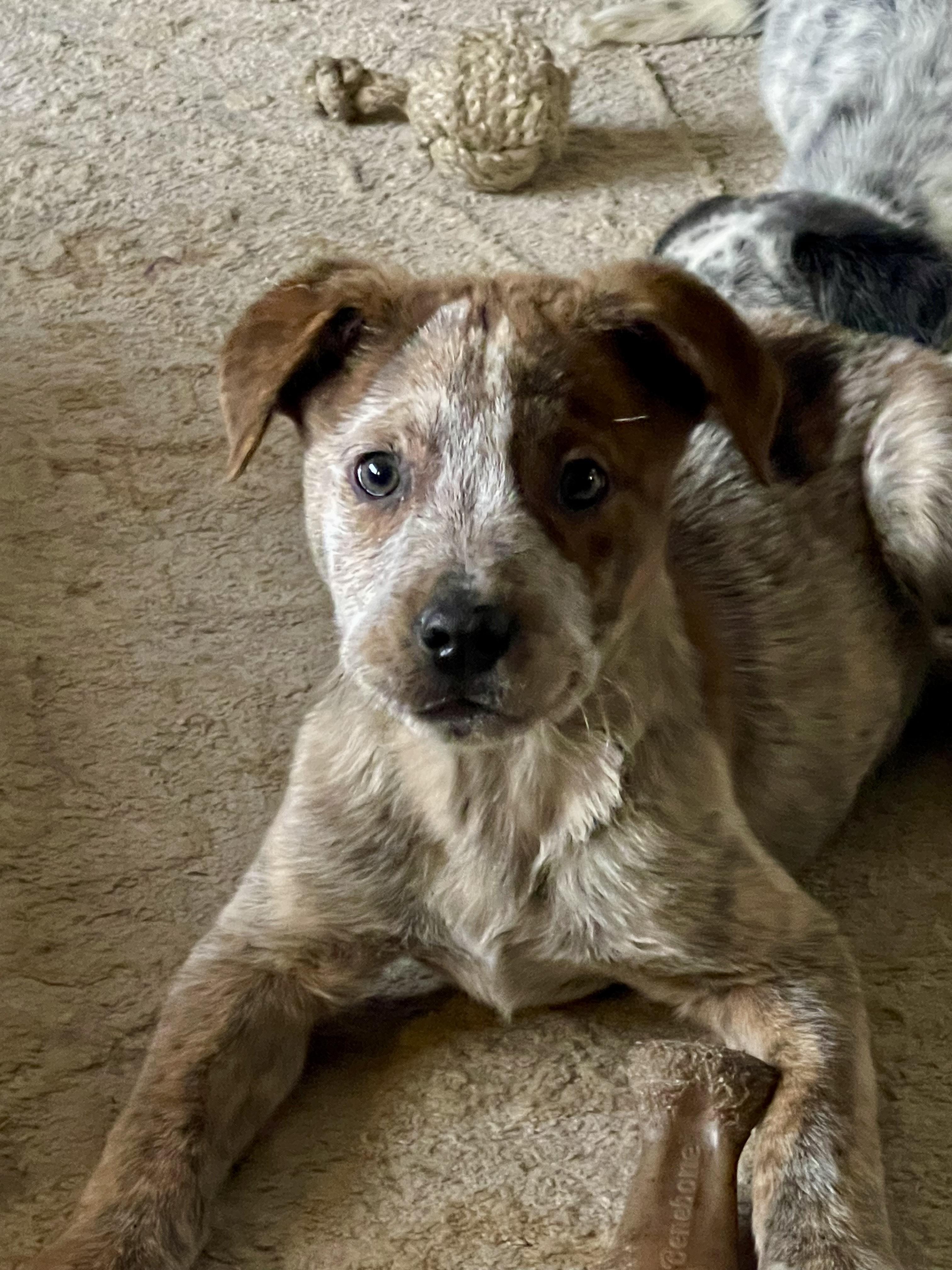 Cinch, adoptable, Puppy Male Australian Cattle Dog / Blue Heeler.