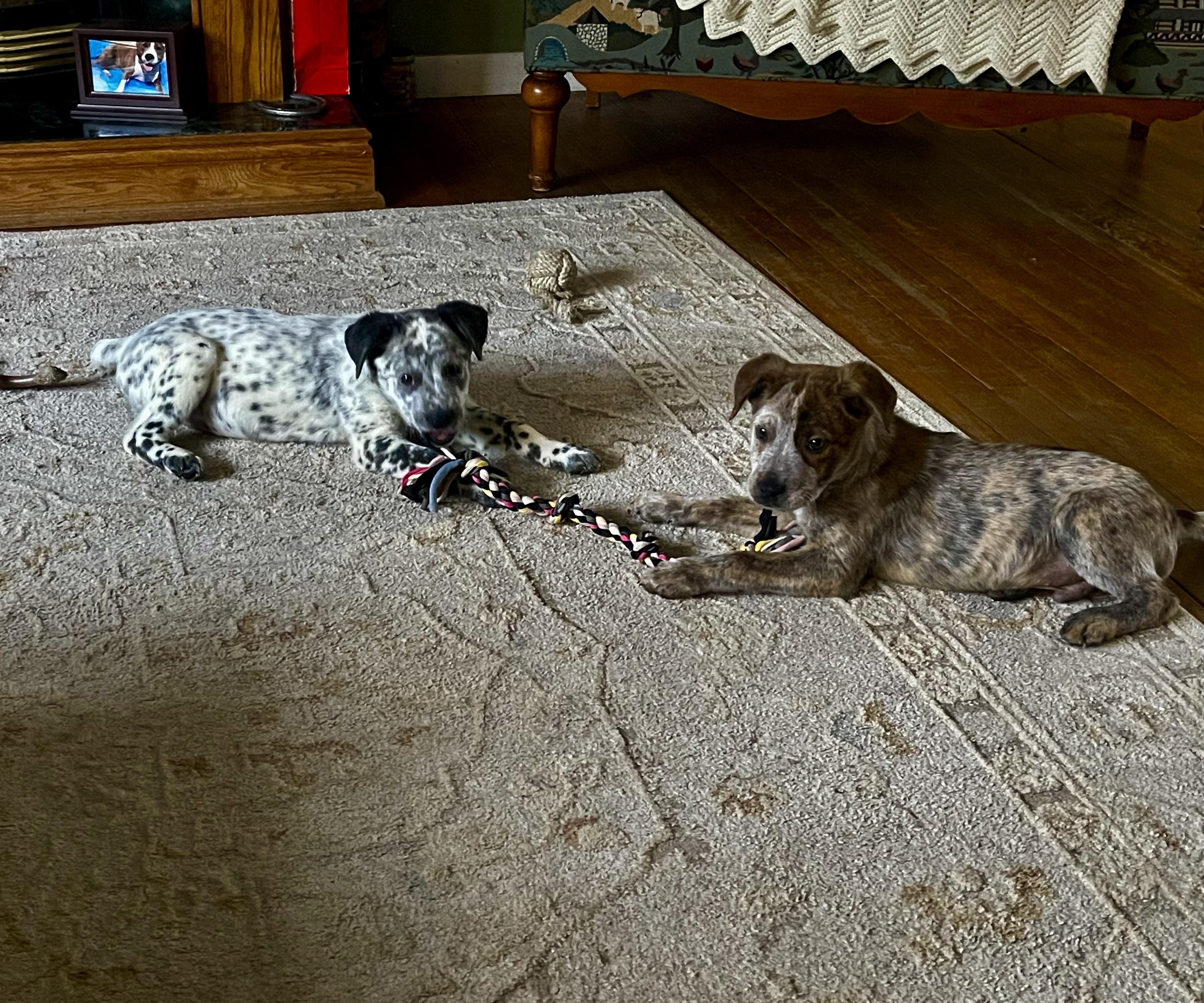 Enlarge Cinch, an adoptable Australian Cattle Dog / Blue Heeler in Vineland, NJ image 2/5