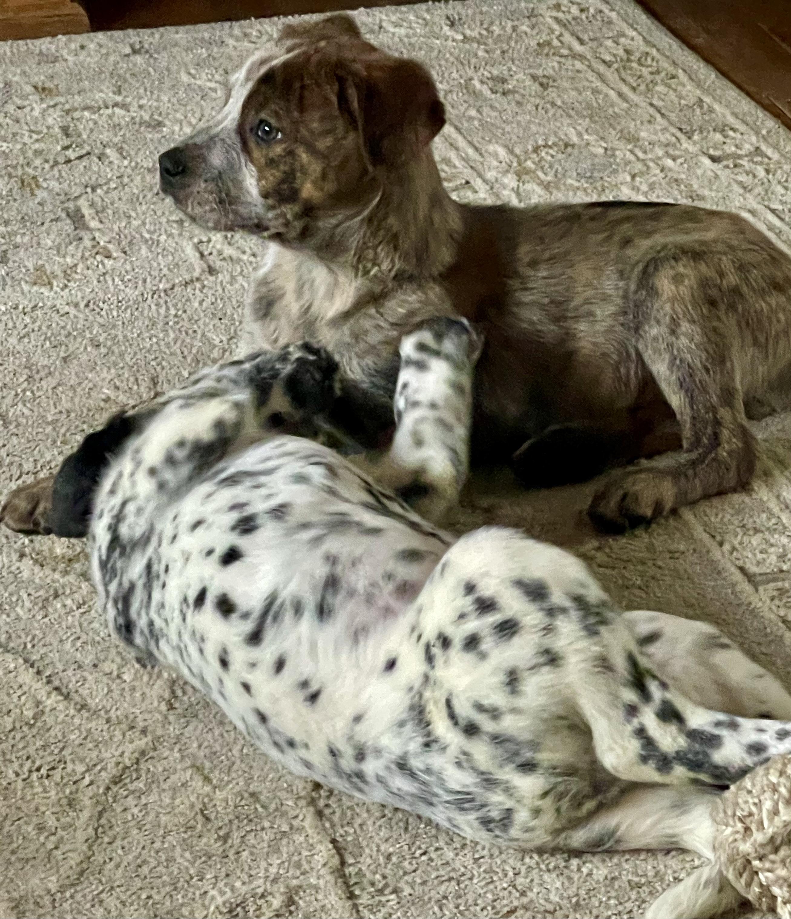 Enlarge Cinch, an adoptable Australian Cattle Dog / Blue Heeler in Vineland, NJ image 3/5