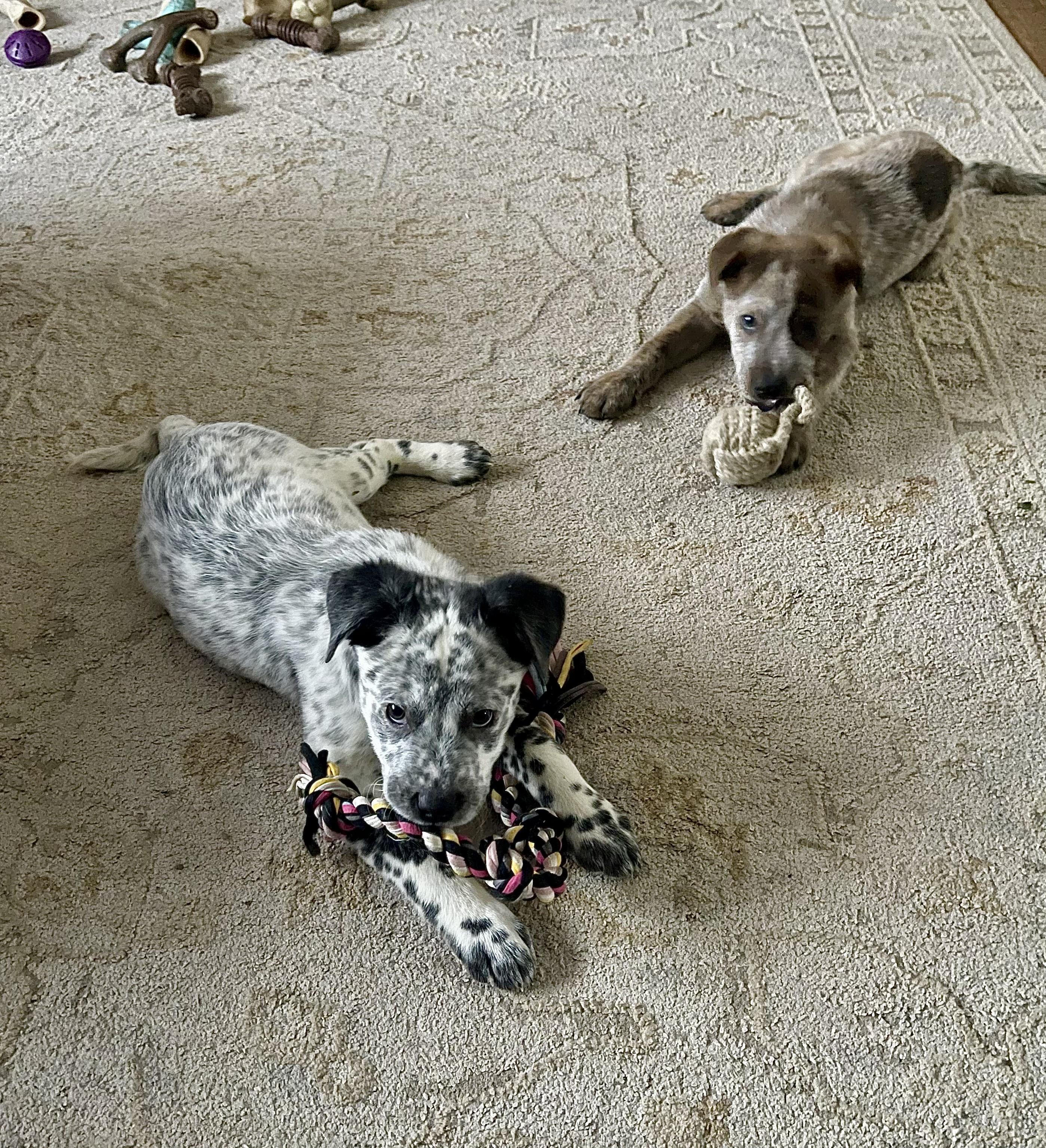 Enlarge Cinch, an adoptable Australian Cattle Dog / Blue Heeler in Vineland, NJ image 4/5