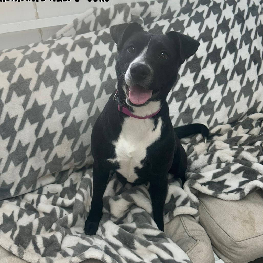 Marley, Adoptable, Young Female Terrier.