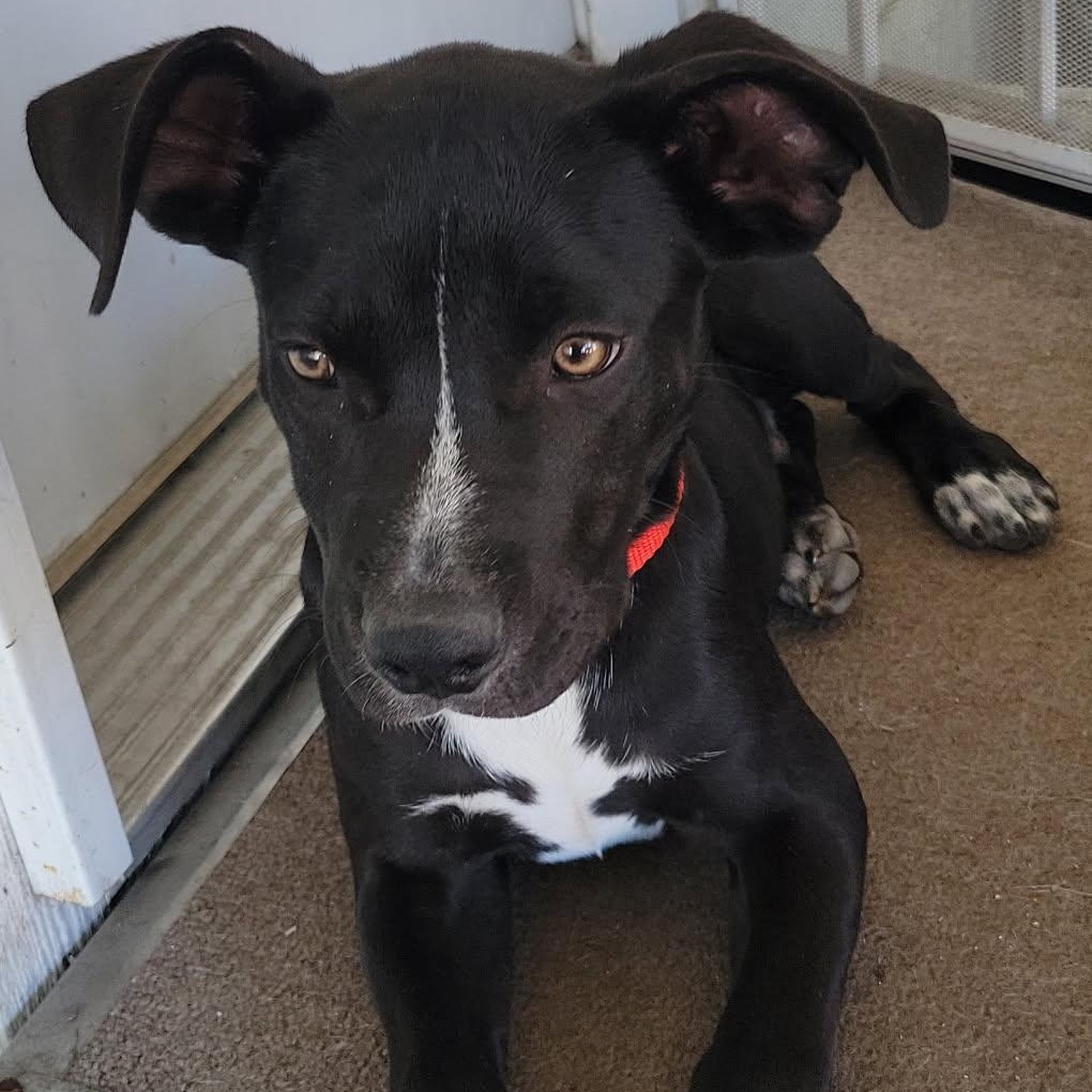 Winston, Adoptable, Puppy Male Pit Bull Terrier & Black Labrador Retriever.