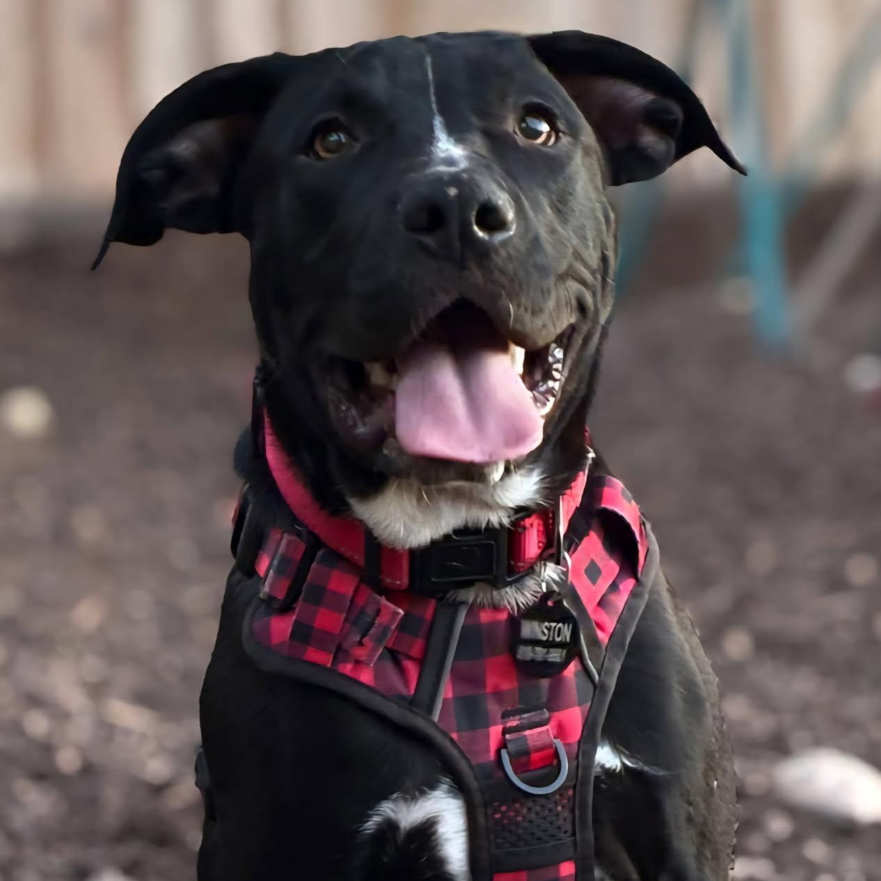 Winston, Adoptable, Young Male Pit Bull Terrier & Black Labrador Retriever.