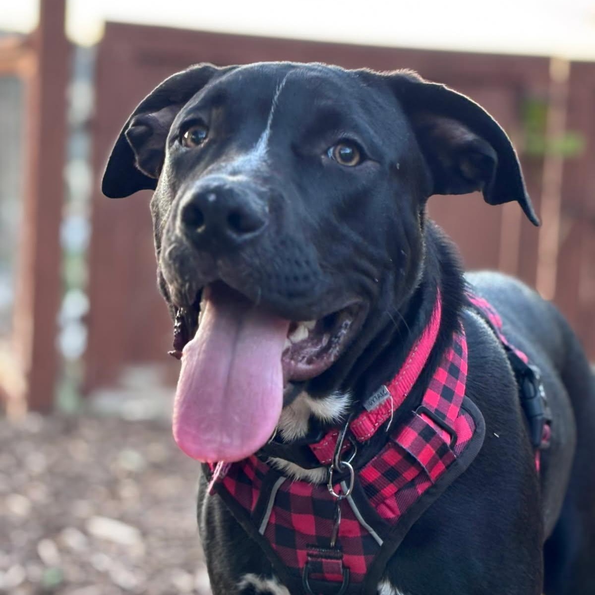 Enlarge Winston, a Adoptable mixed breed in Seal Beach, CA image 2/6