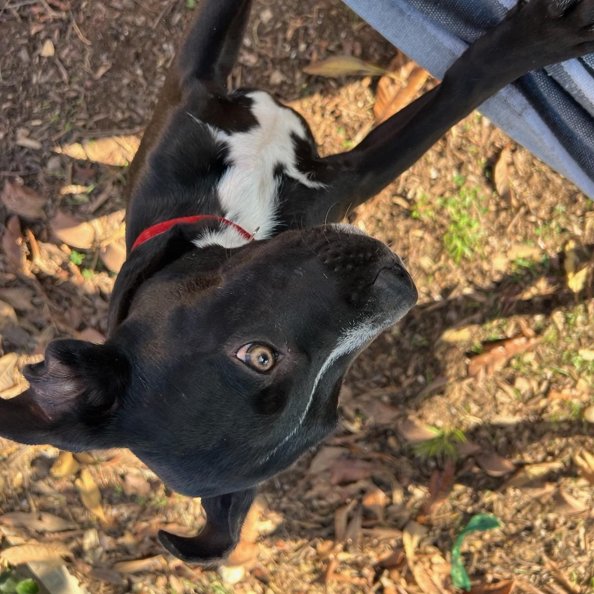 Enlarge Winston, a Adoptable mixed breed in Seal Beach, CA image 4/6
