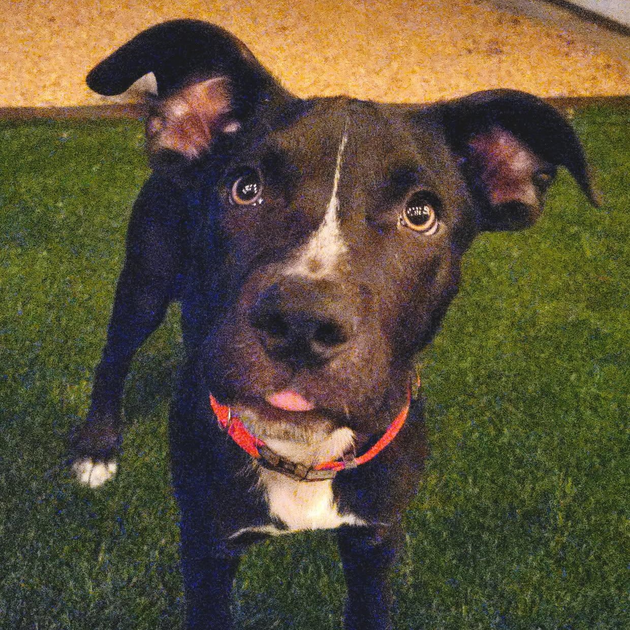 Enlarge Winston, a Adoptable mixed breed in Seal Beach, CA image 3/6