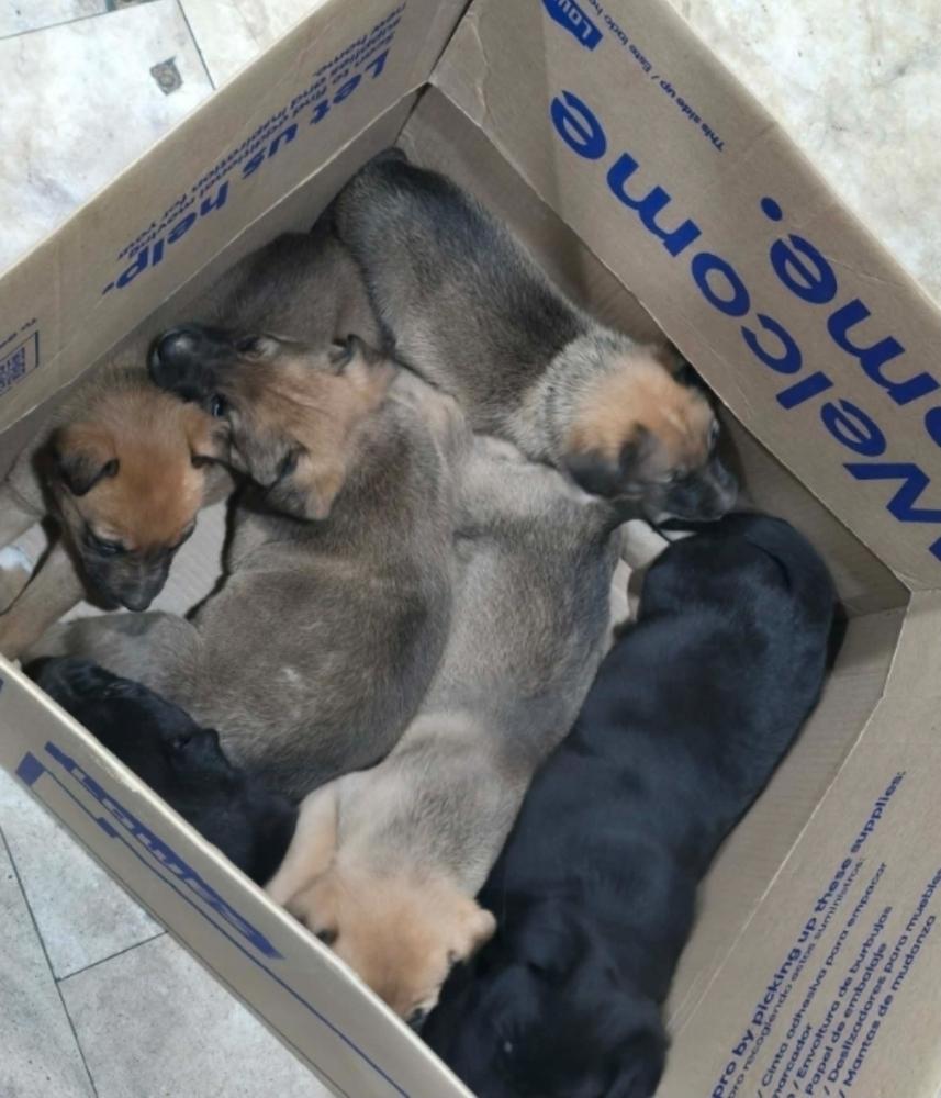 Blueberry Muffin, Adoptable, Puppy Female German Shepherd Dog.