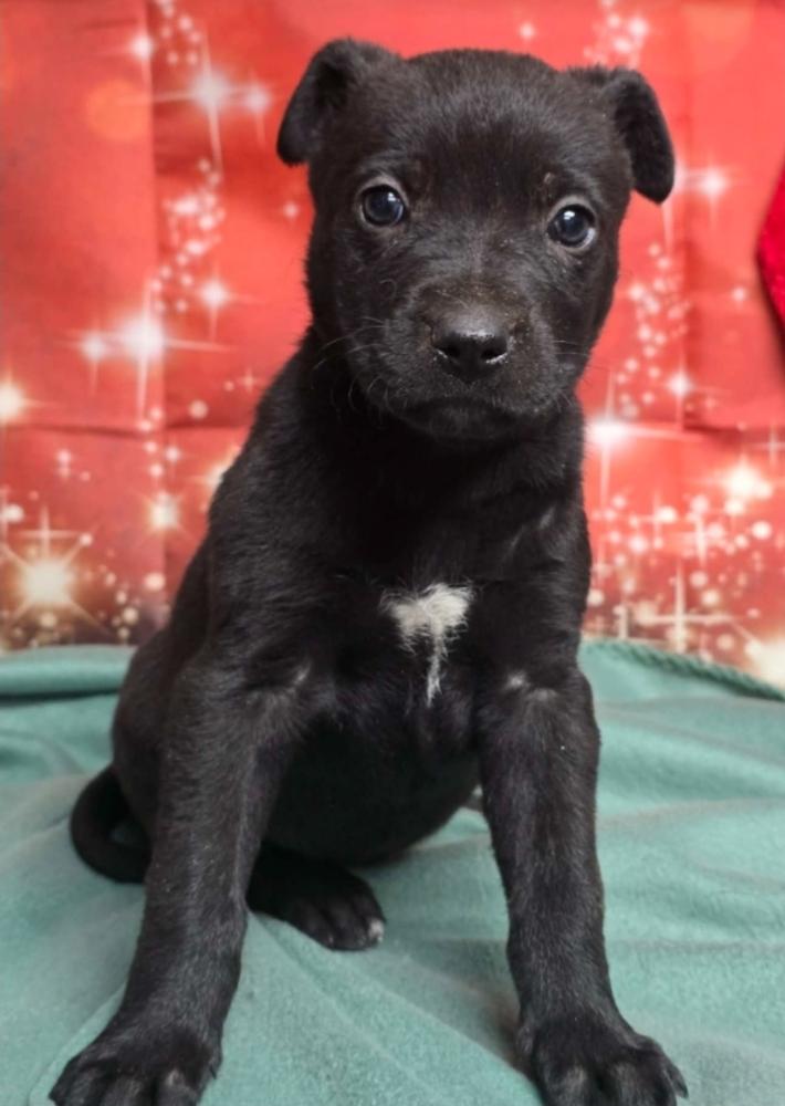 Enlarge Blueberry Muffin, a Adoptable mixed breed in Sedalia, CO image 2/4
