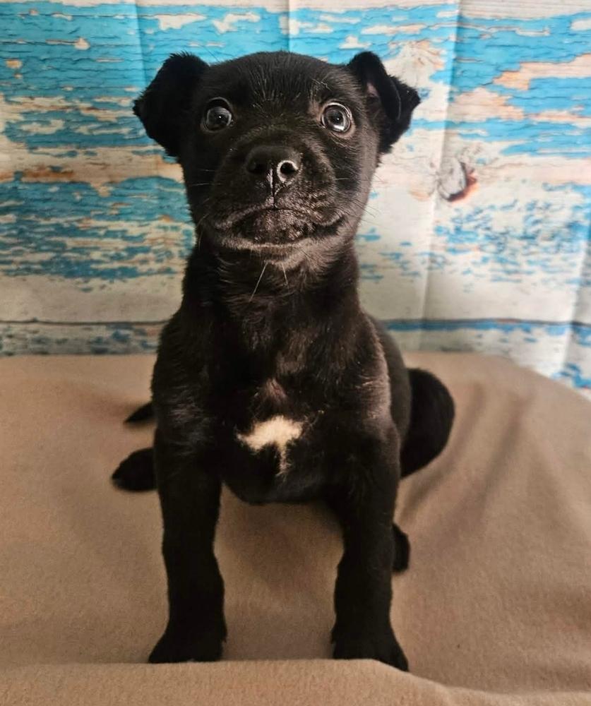 Enlarge Blueberry Muffin, a Adoptable mixed breed in Sedalia, CO image 3/4