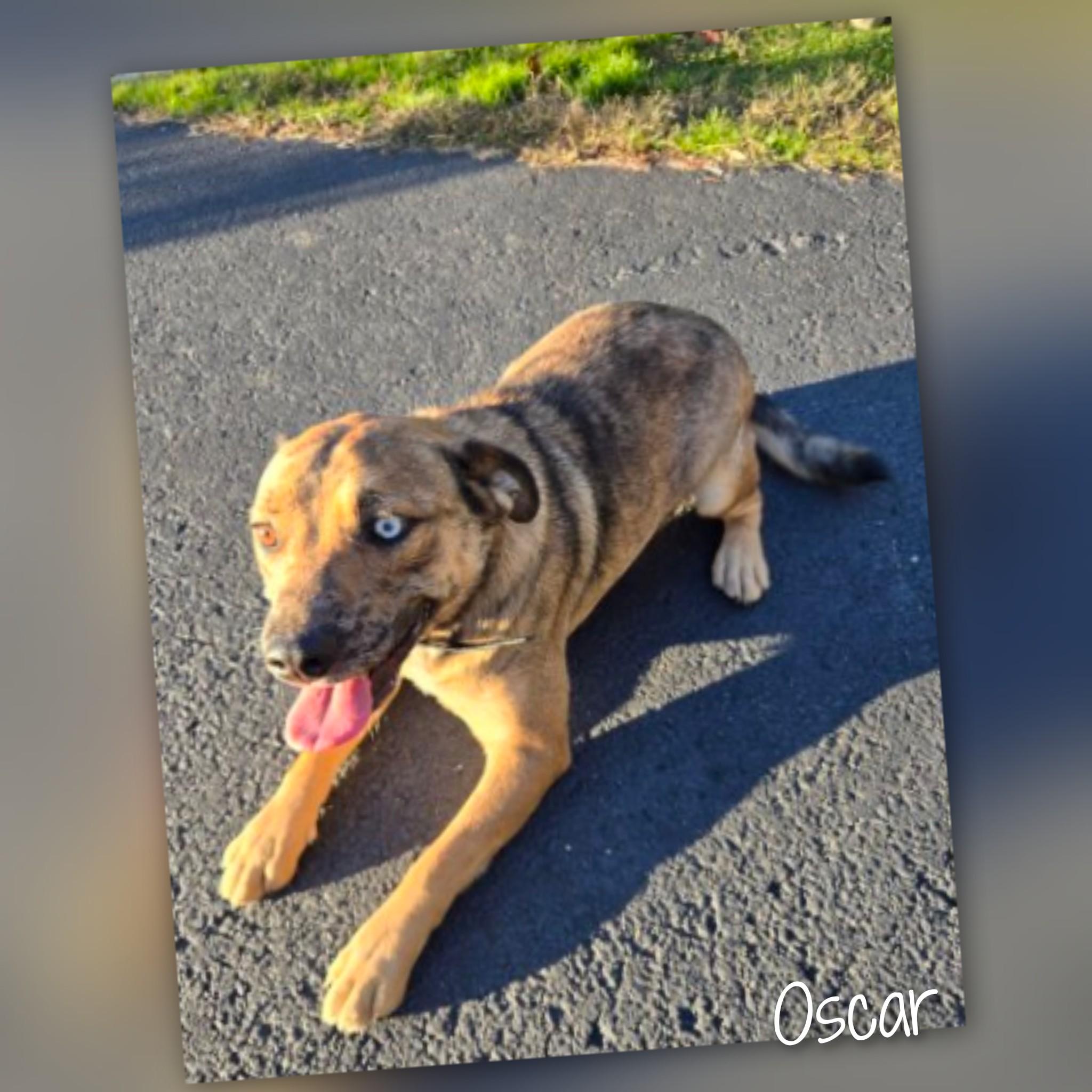 Oscar, an adoptable Mixed Breed in Fredericksburg, VA image 2/6
