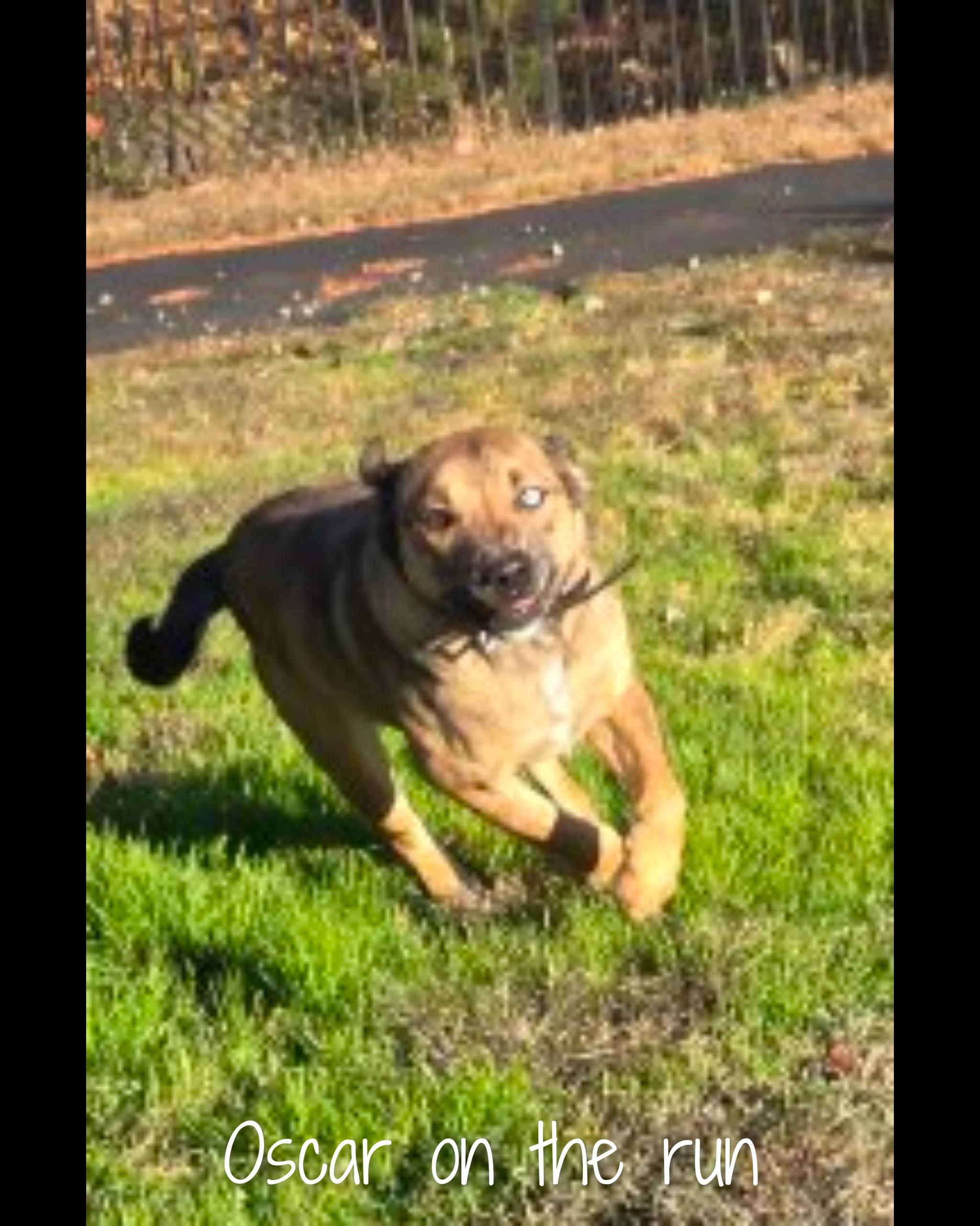 Oscar, an adoptable Mixed Breed in Fredericksburg, VA image 3/6