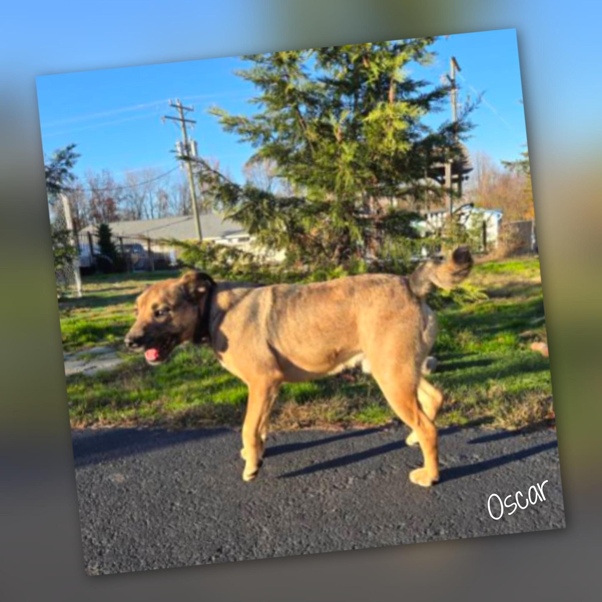 Oscar, an adoptable Mixed Breed in Fredericksburg, VA image 4/6