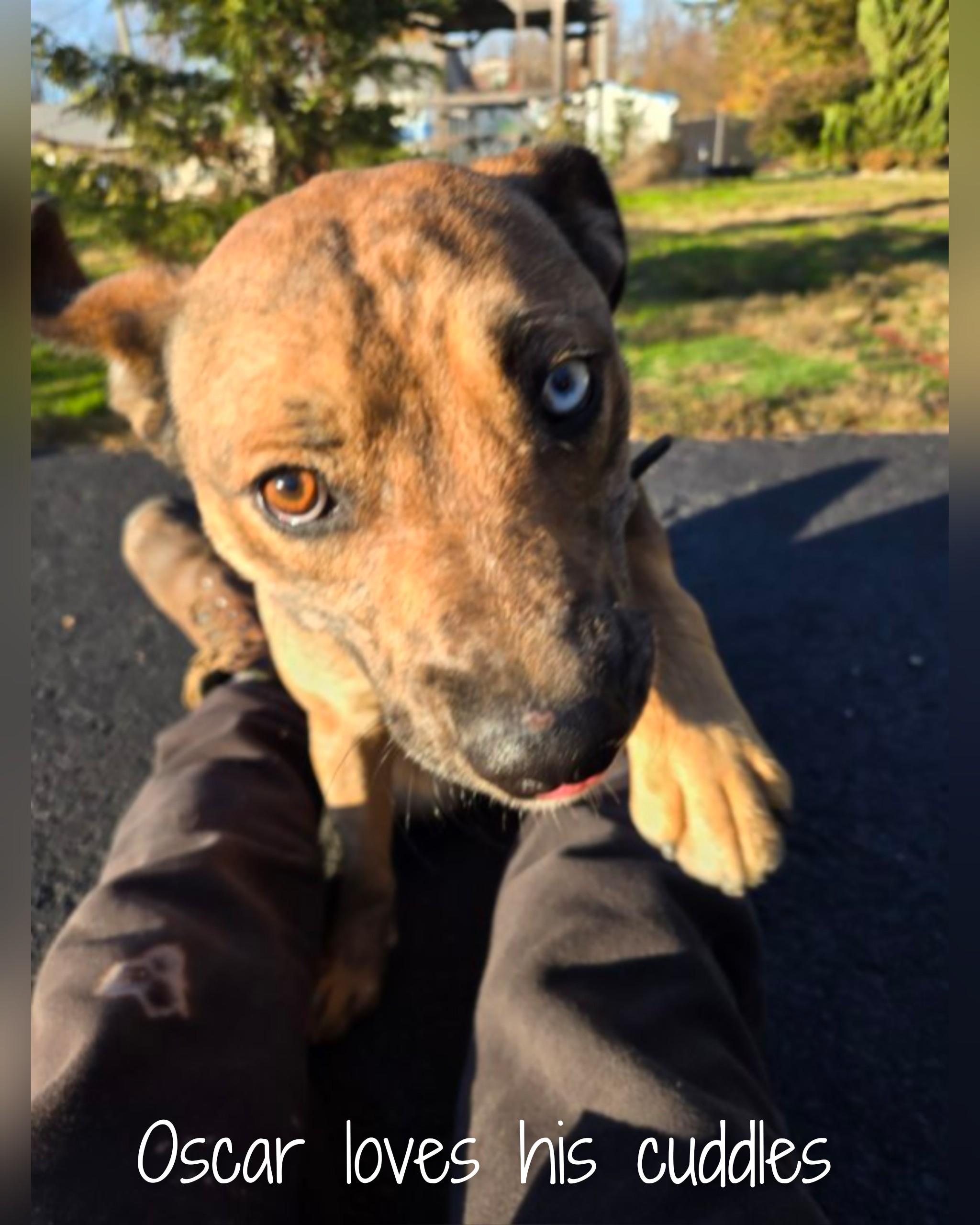 Oscar, an adoptable Mixed Breed in Fredericksburg, VA image 5/6