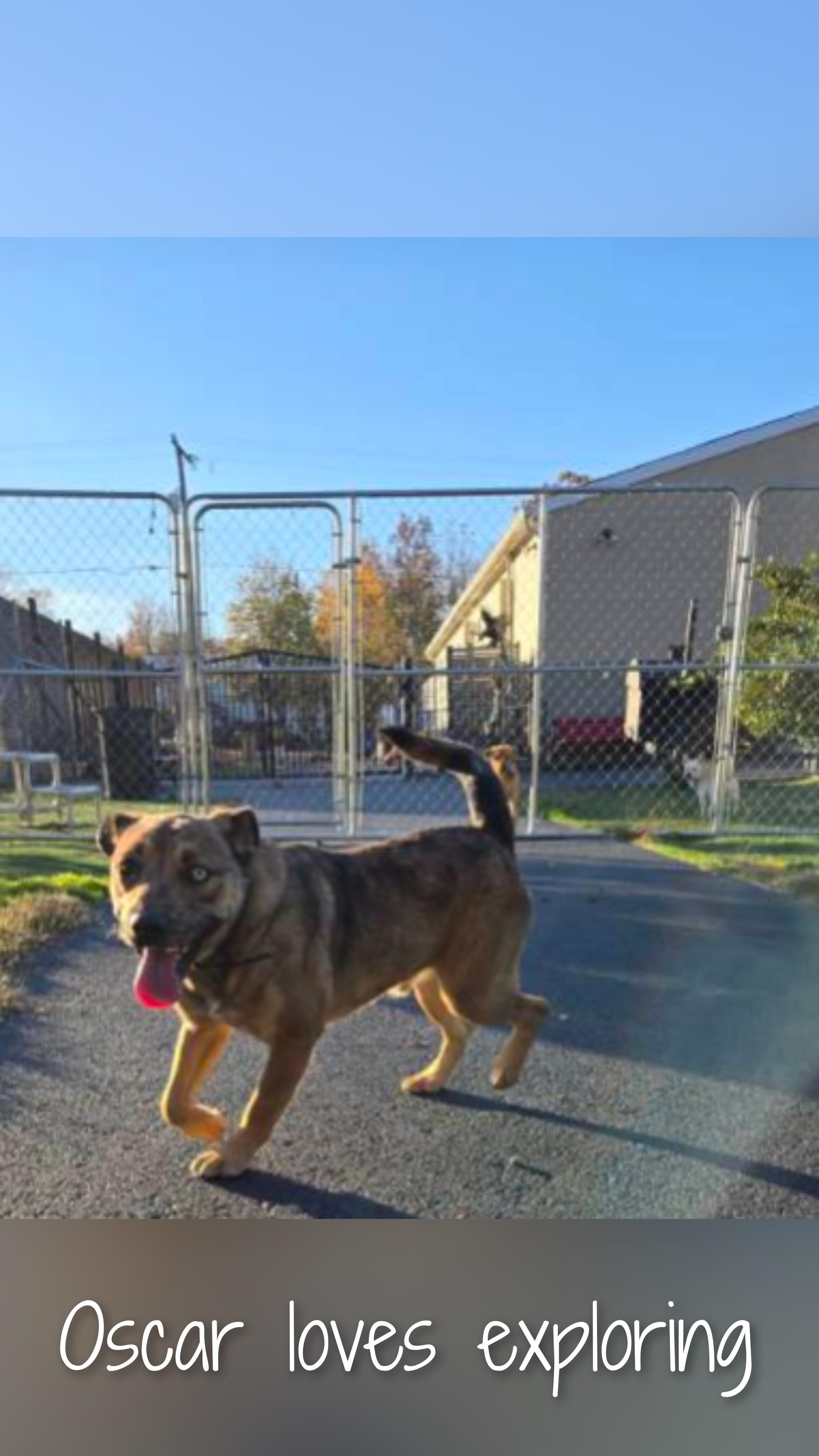 Oscar, an adoptable Mixed Breed in Fredericksburg, VA image 6/6