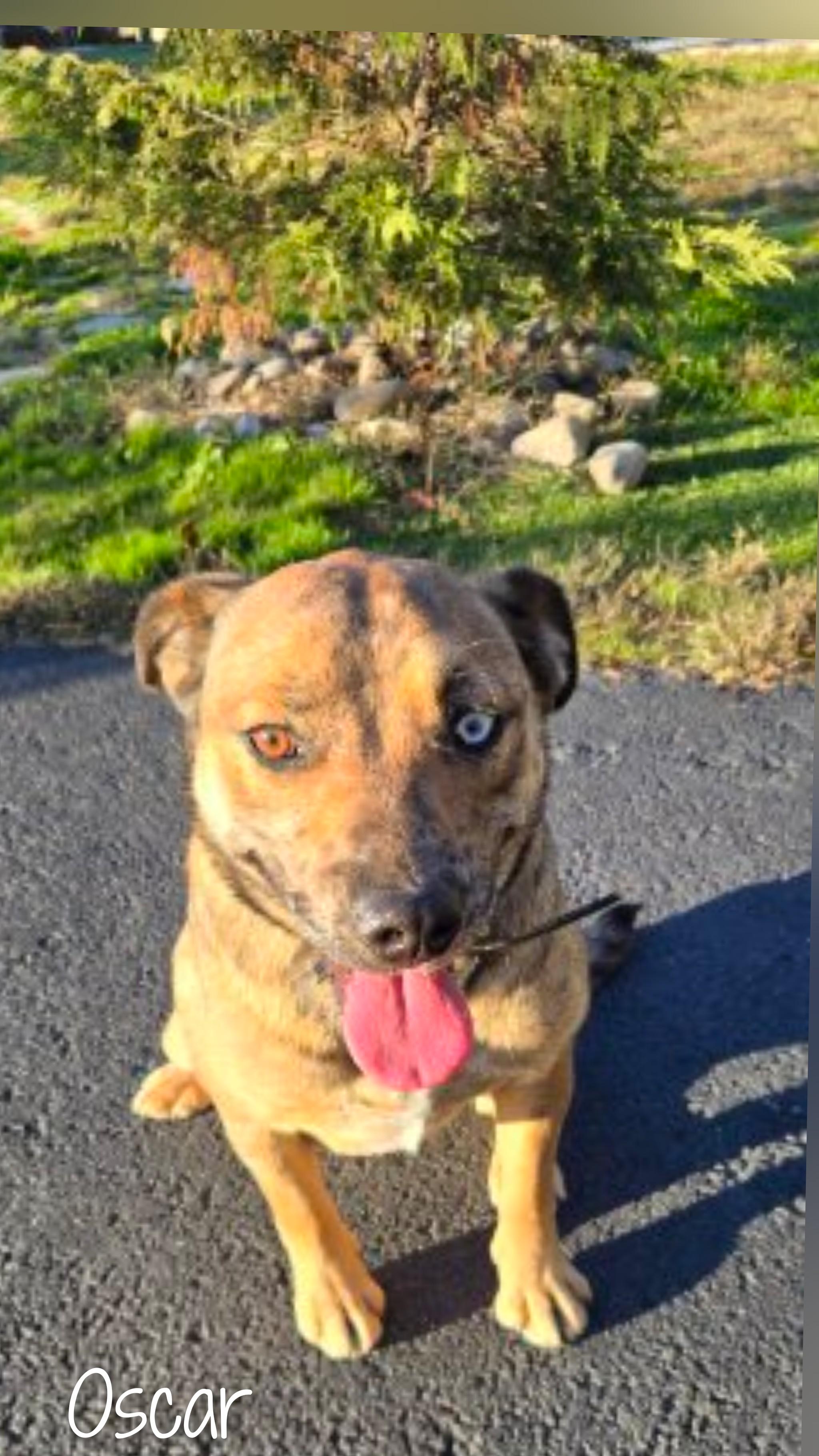 Oscar, adoptable, Adult Male Mixed Breed.