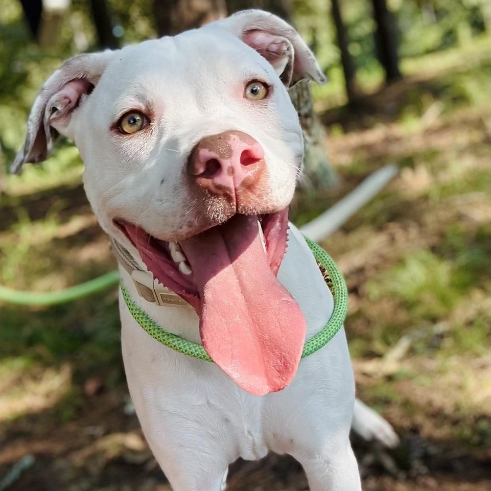 Giacomo, Adoptable, Puppy Male American Bully.
