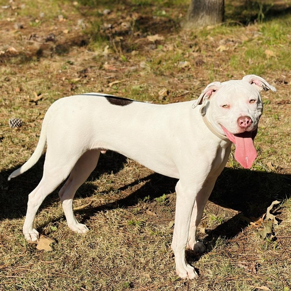 Enlarge Giacomo, a Adoptable American Bully in Brattleboro, VT image 2/5