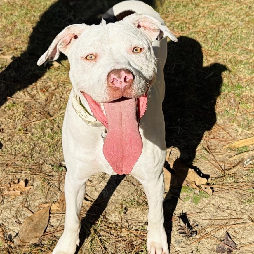 Enlarge Giacomo, a Adoptable American Bully in Brattleboro, VT image 3/5