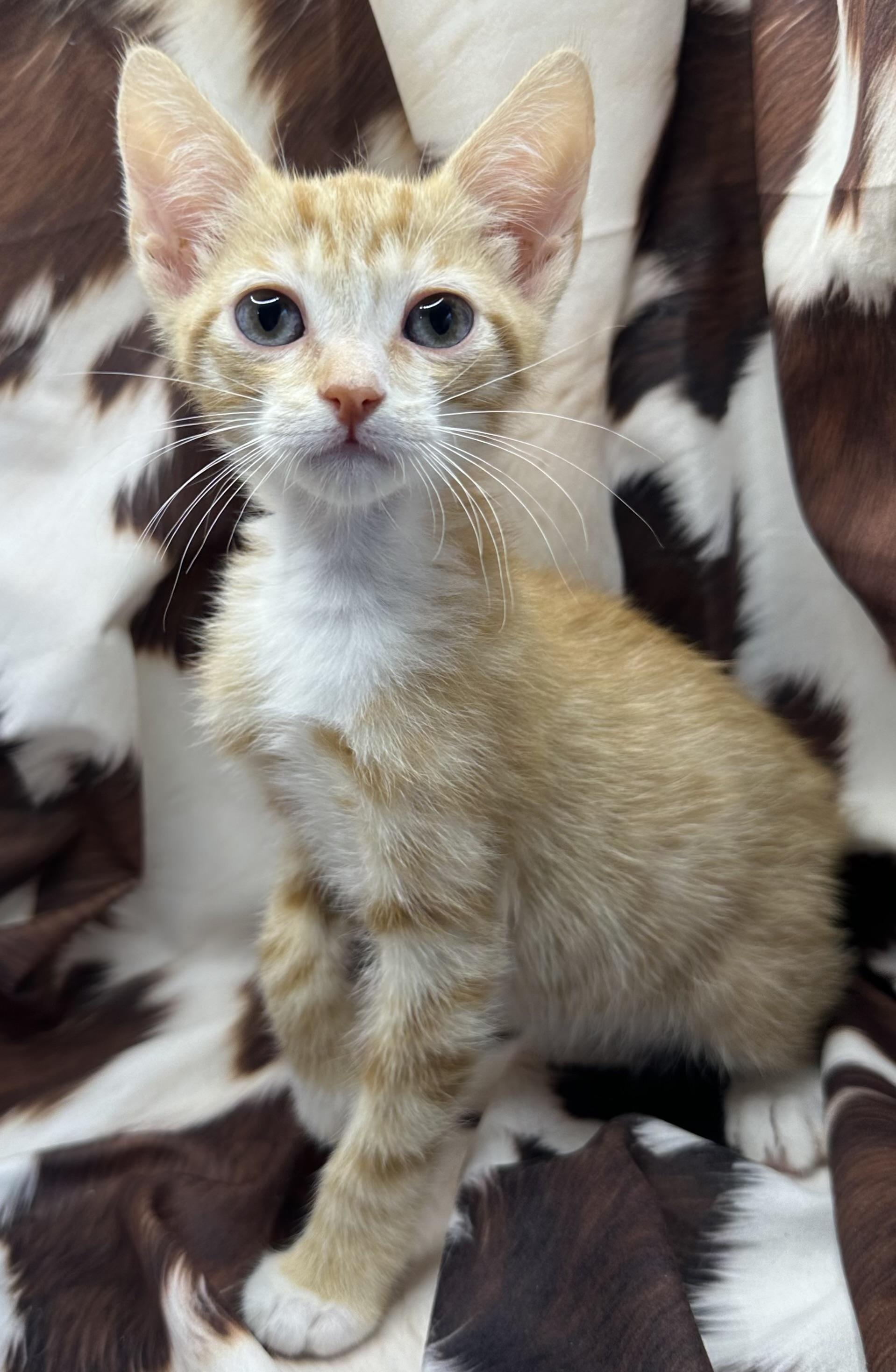 Callaloo, Adoptable, Kitten Male Domestic Short Hair & Tabby.