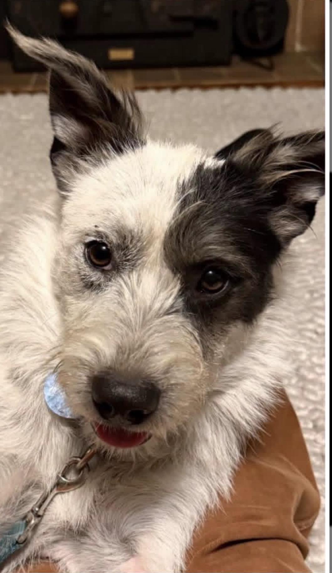 Enlarge Archie, a ADOPTABLE mixed breed in Santa Rosa, CA image 3/6