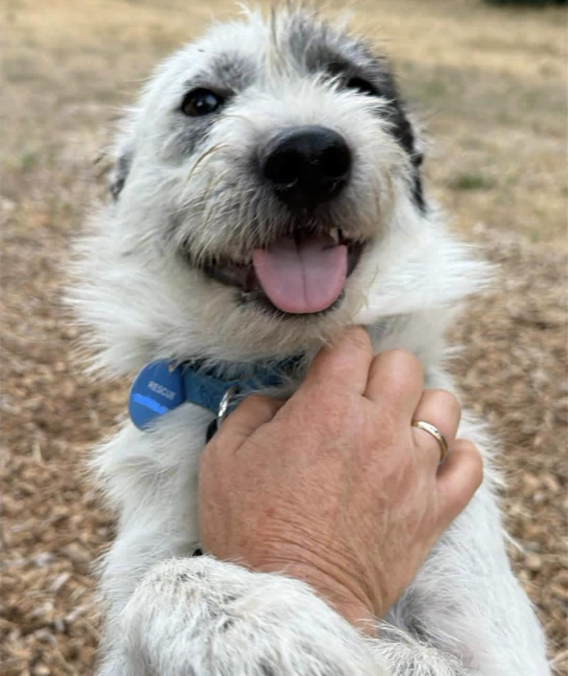 Enlarge Archie, a ADOPTABLE mixed breed in Santa Rosa, CA image 2/6