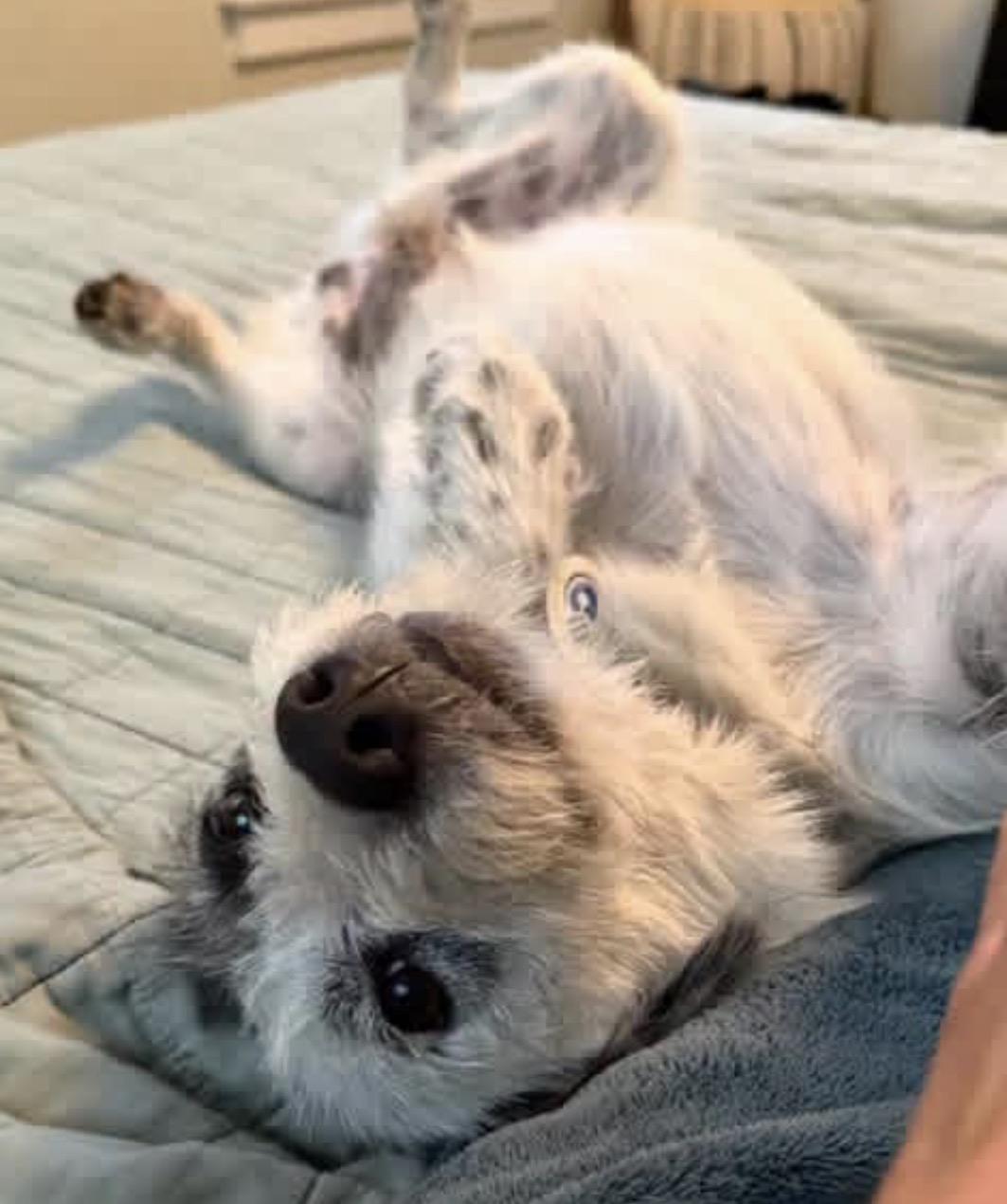 Enlarge Archie, a ADOPTABLE mixed breed in Santa Rosa, CA image 6/6