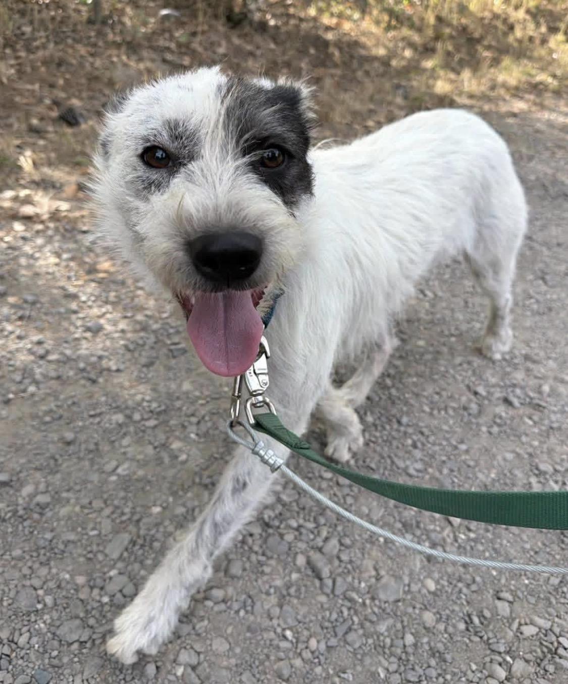 Enlarge Archie, a ADOPTABLE mixed breed in Santa Rosa, CA image 5/6