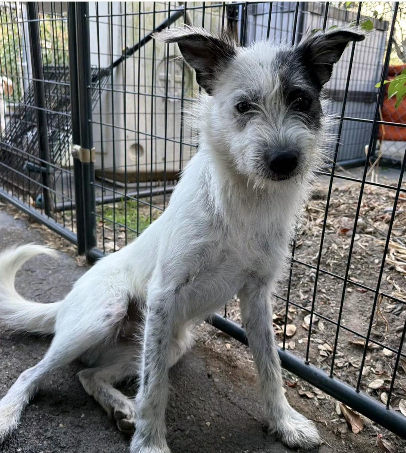 Archie, ADOPTABLE, Adult Male Cattle Dog.