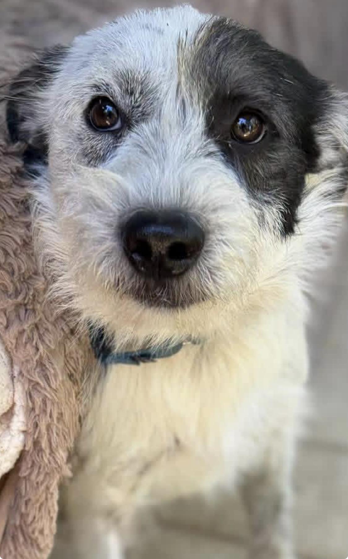 Enlarge Archie, a ADOPTABLE mixed breed in Santa Rosa, CA image 4/6