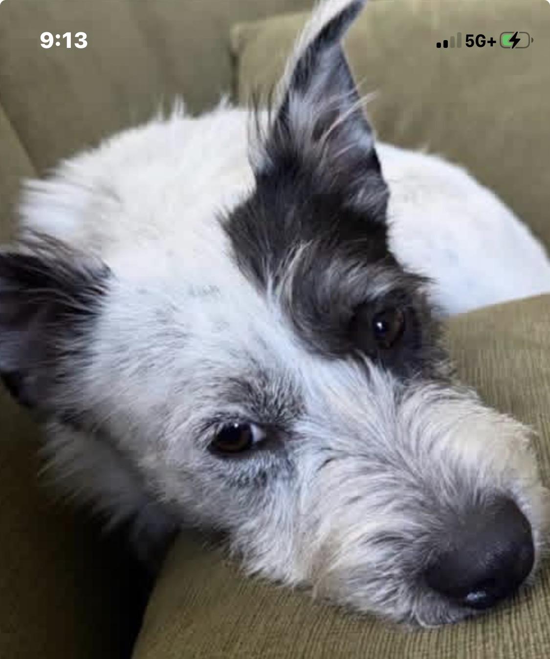 Enlarge Archie, a ADOPTABLE mixed breed in Santa Rosa, CA image 1/6