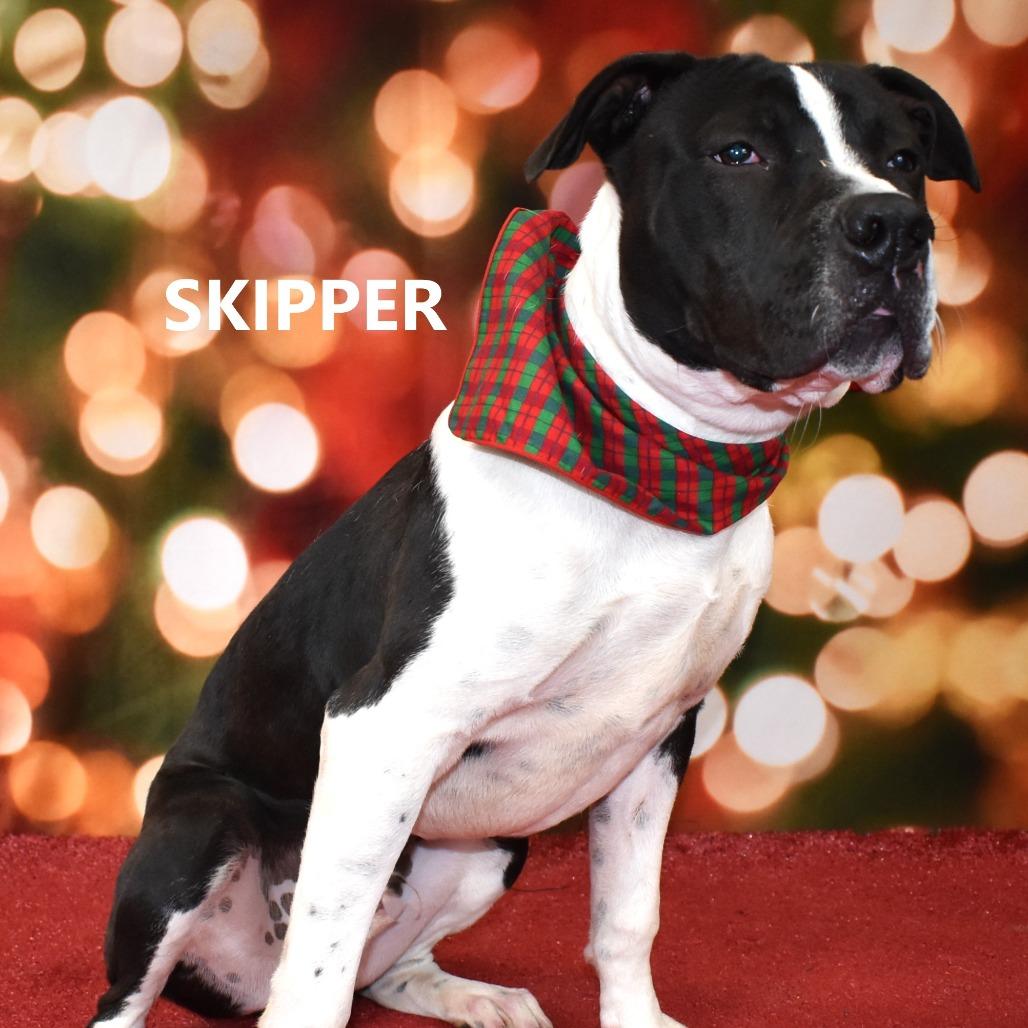 Skipper, Adoptable, Adult Male Pit Bull Terrier.