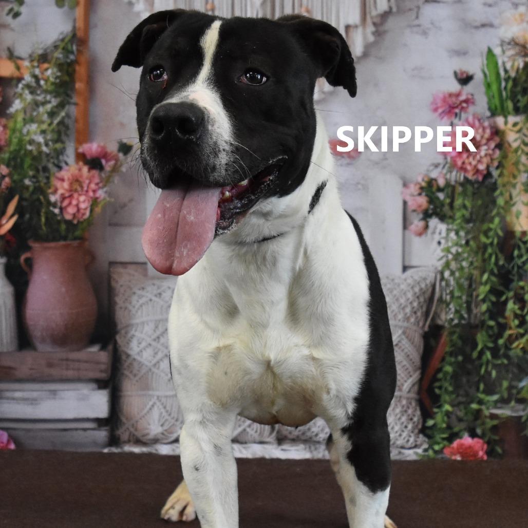 Enlarge Skipper, a Adoptable mixed breed in Yuma, AZ image 2/3