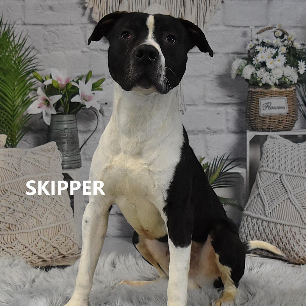 Enlarge Skipper, a Adoptable mixed breed in Yuma, AZ image 2/3