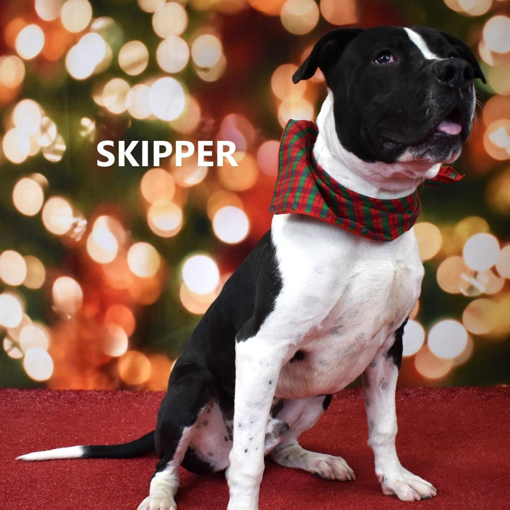 Enlarge Skipper, a Adoptable mixed breed in Yuma, AZ image 3/3