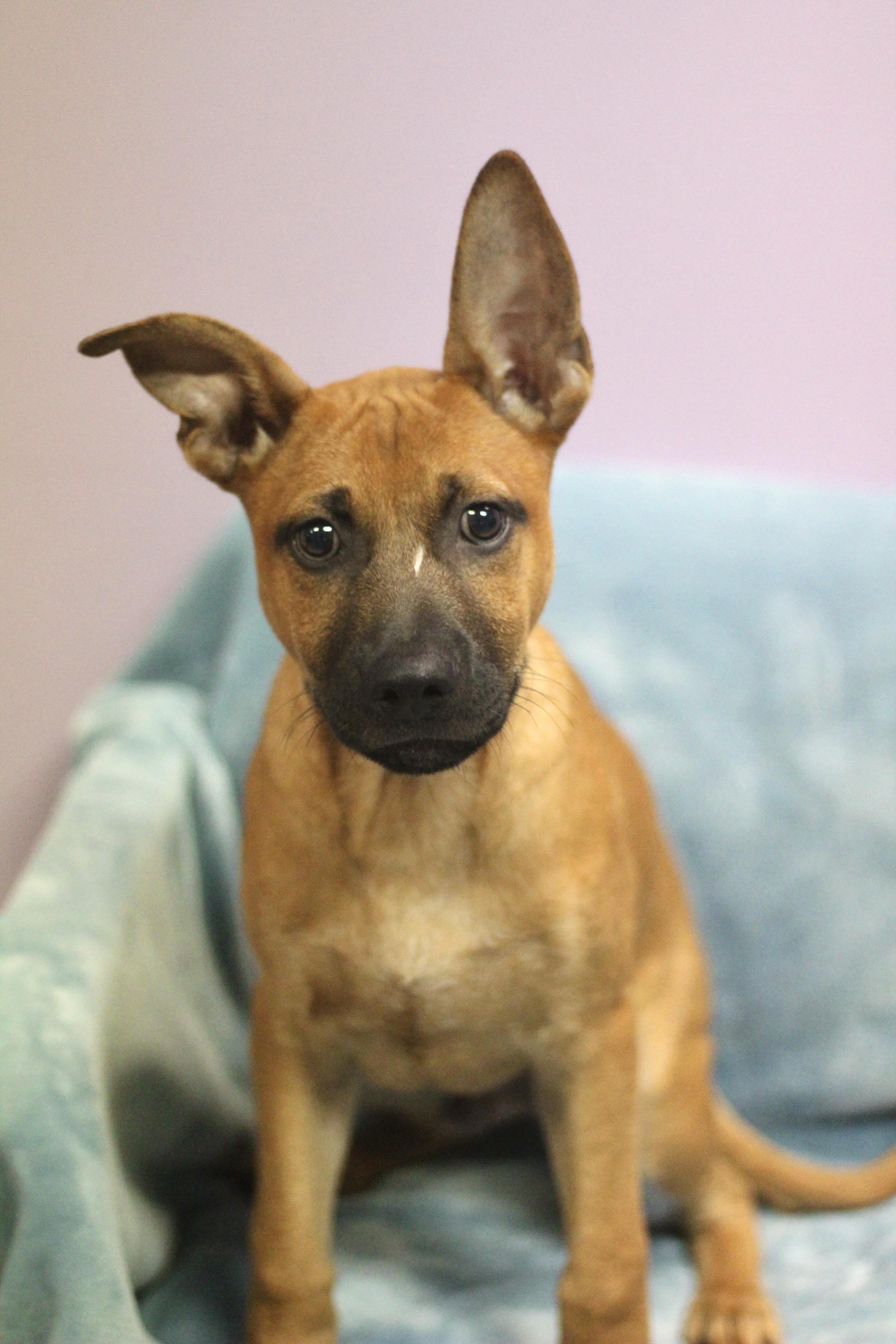 Enlarge Wright in NH. Come Meet our Adoptable Dogs Wednesday-Saturday. More info in Bio, a ADOPTABLE mixed breed in Manchester, NH image 2/4