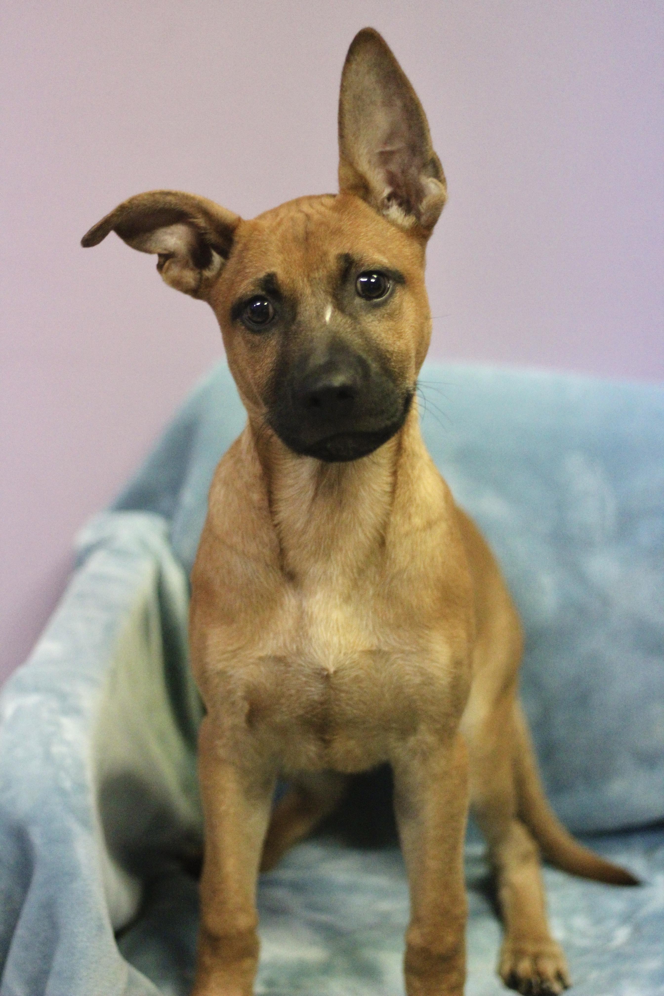 Enlarge Wright in NH. Come Meet our Adoptable Dogs Wednesday-Saturday. More info in Bio, a ADOPTABLE mixed breed in Manchester, NH image 3/4