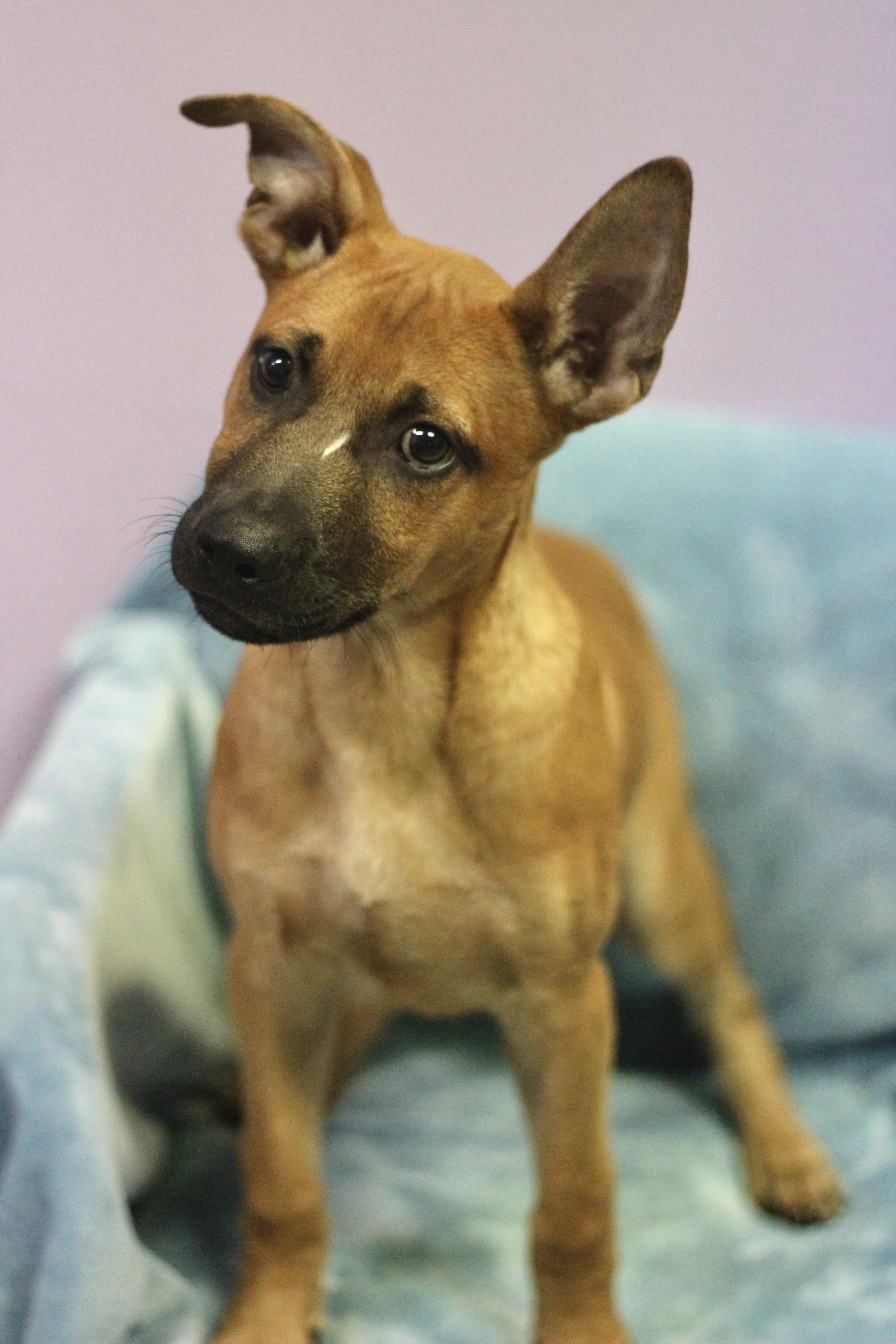 Enlarge Wright in NH. Come Meet our Adoptable Dogs Wednesday-Saturday. More info in Bio, a ADOPTABLE mixed breed in Manchester, NH image 4/4