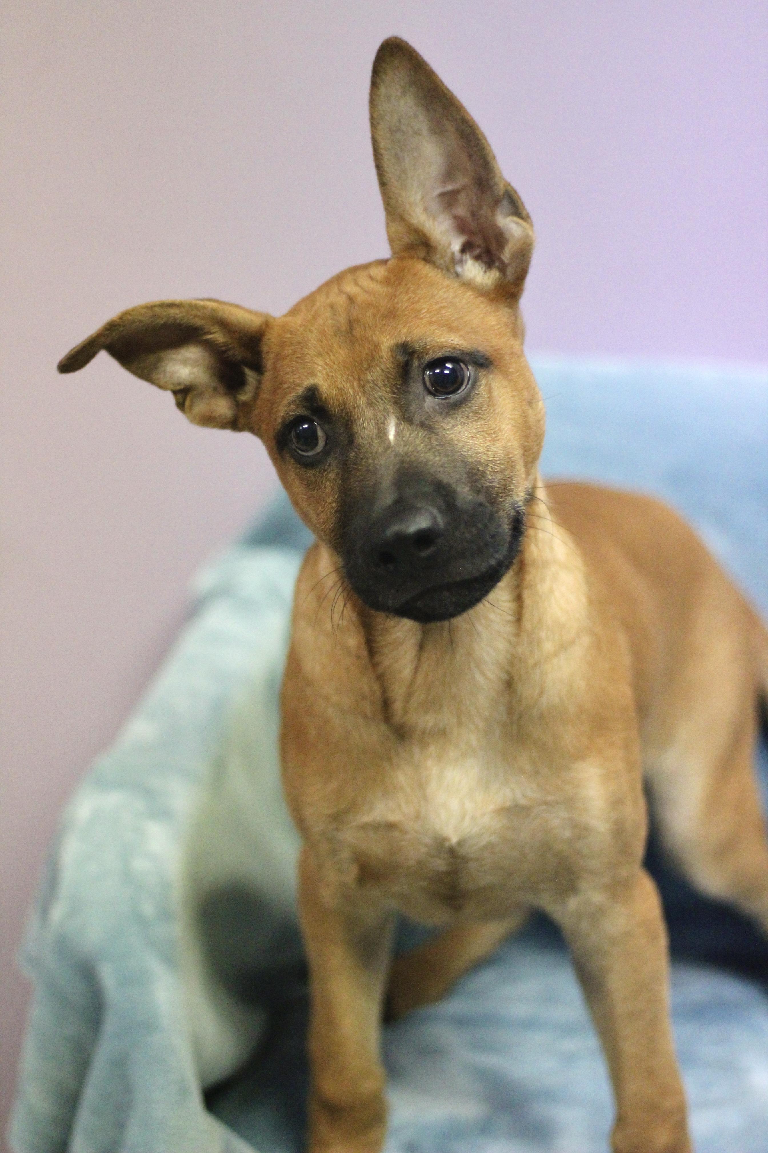 Enlarge Wright in NH. Come Meet our Adoptable Dogs Wednesday-Saturday. More info in Bio, a ADOPTABLE mixed breed in Manchester, NH image 1/4